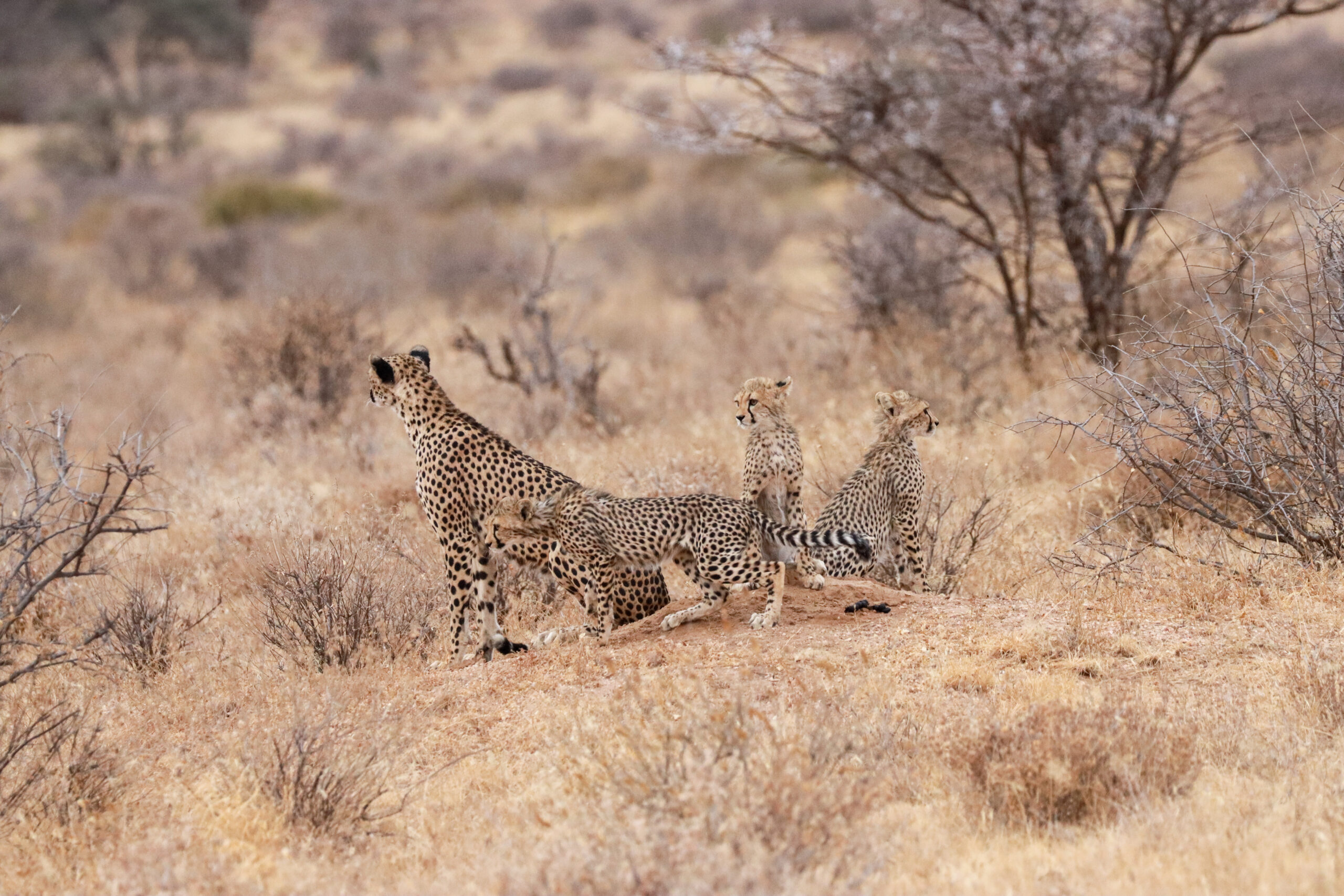 Female Cheetah and Cubs – Kenya, Africa