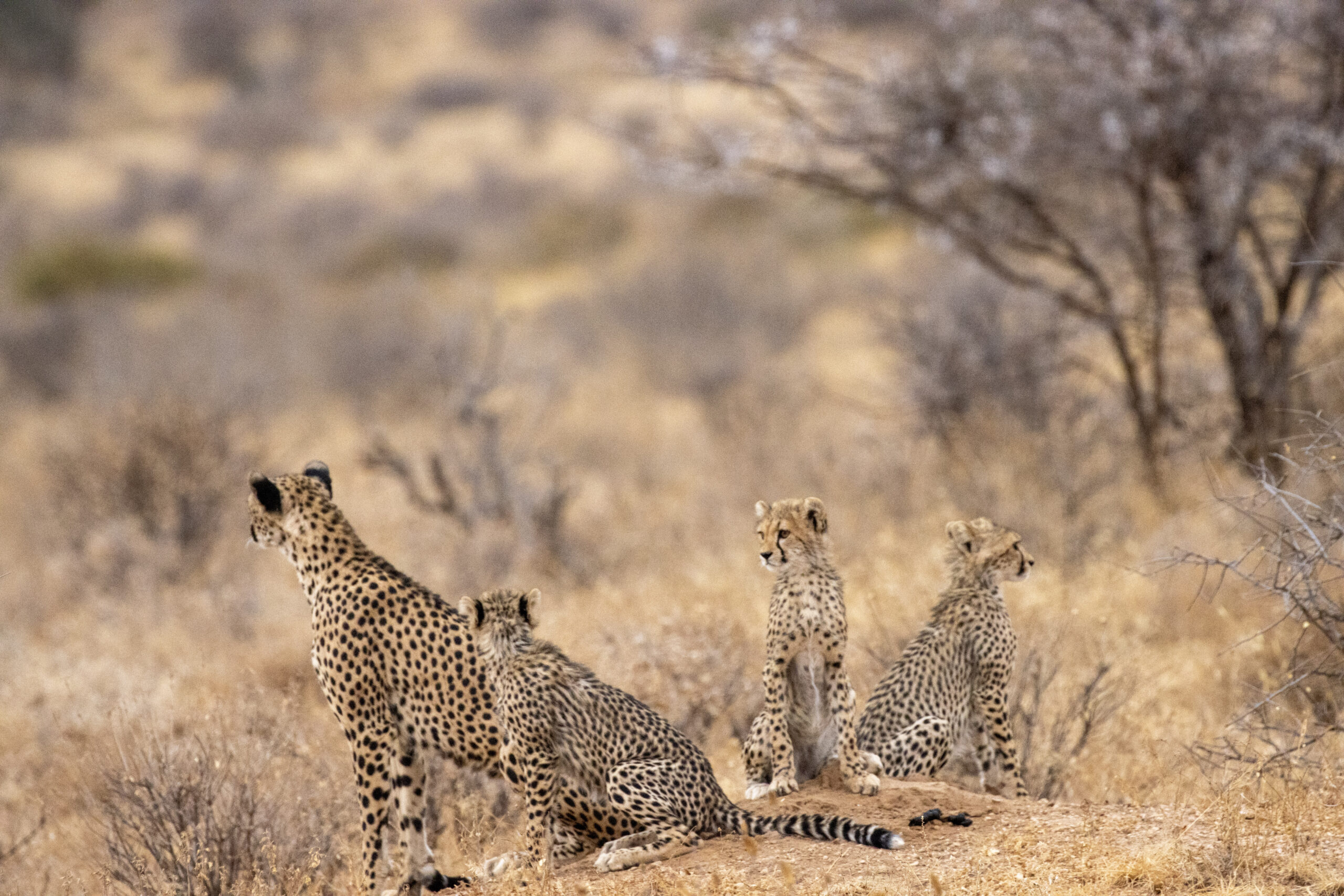 Female Cheetah and Cubs – Kenya, Africa