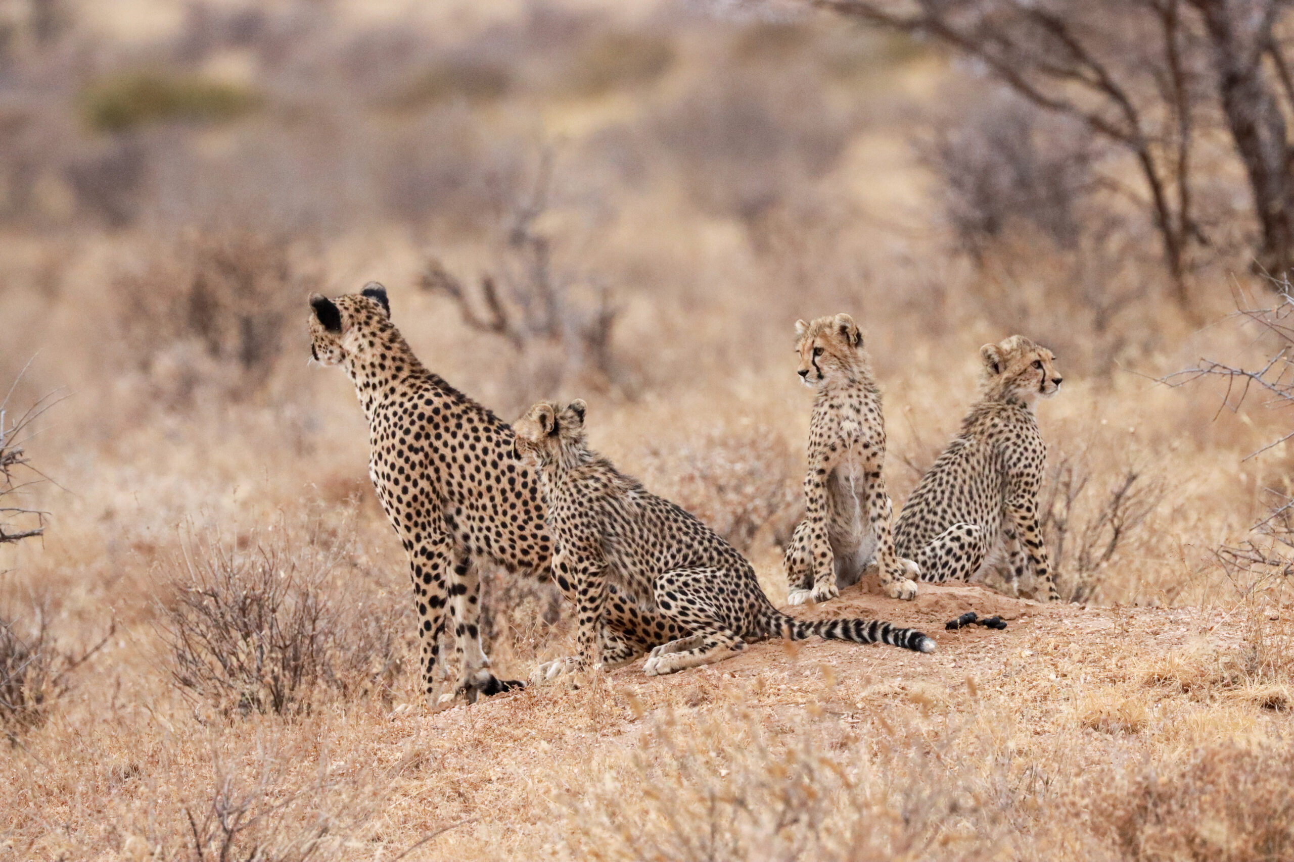 Female Cheetah and Cubs – Kenya, Africa