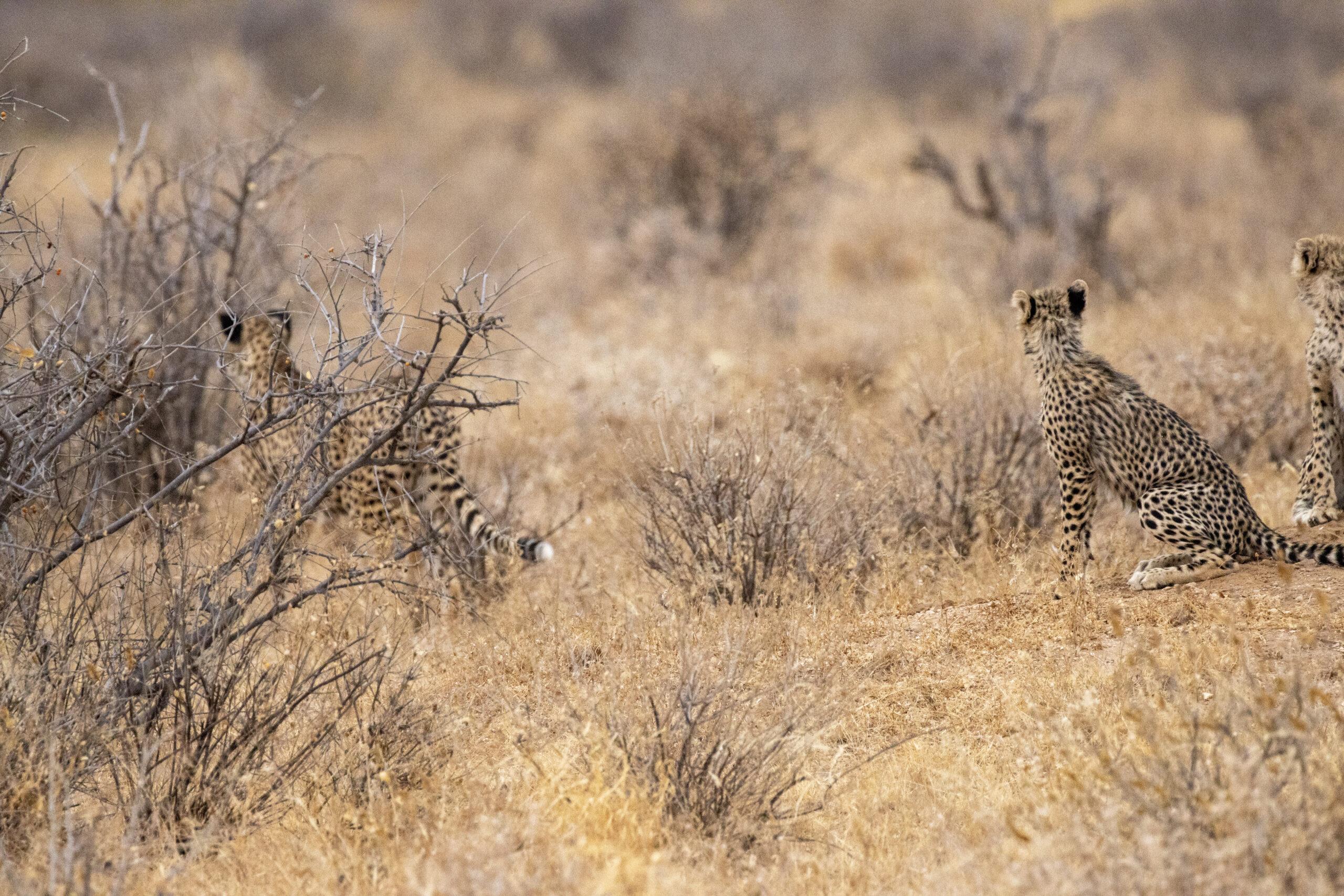 Female Cheetah and Cubs – Kenya, Africa