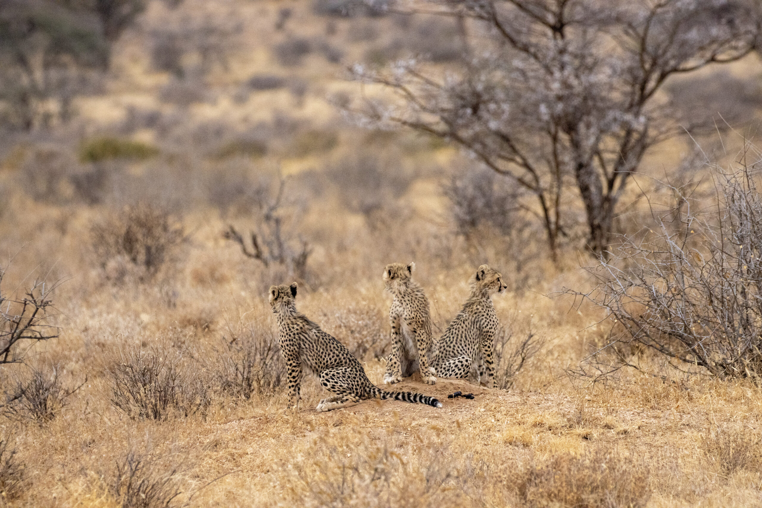 Three Cheetah Cubs – Kenya, Africa