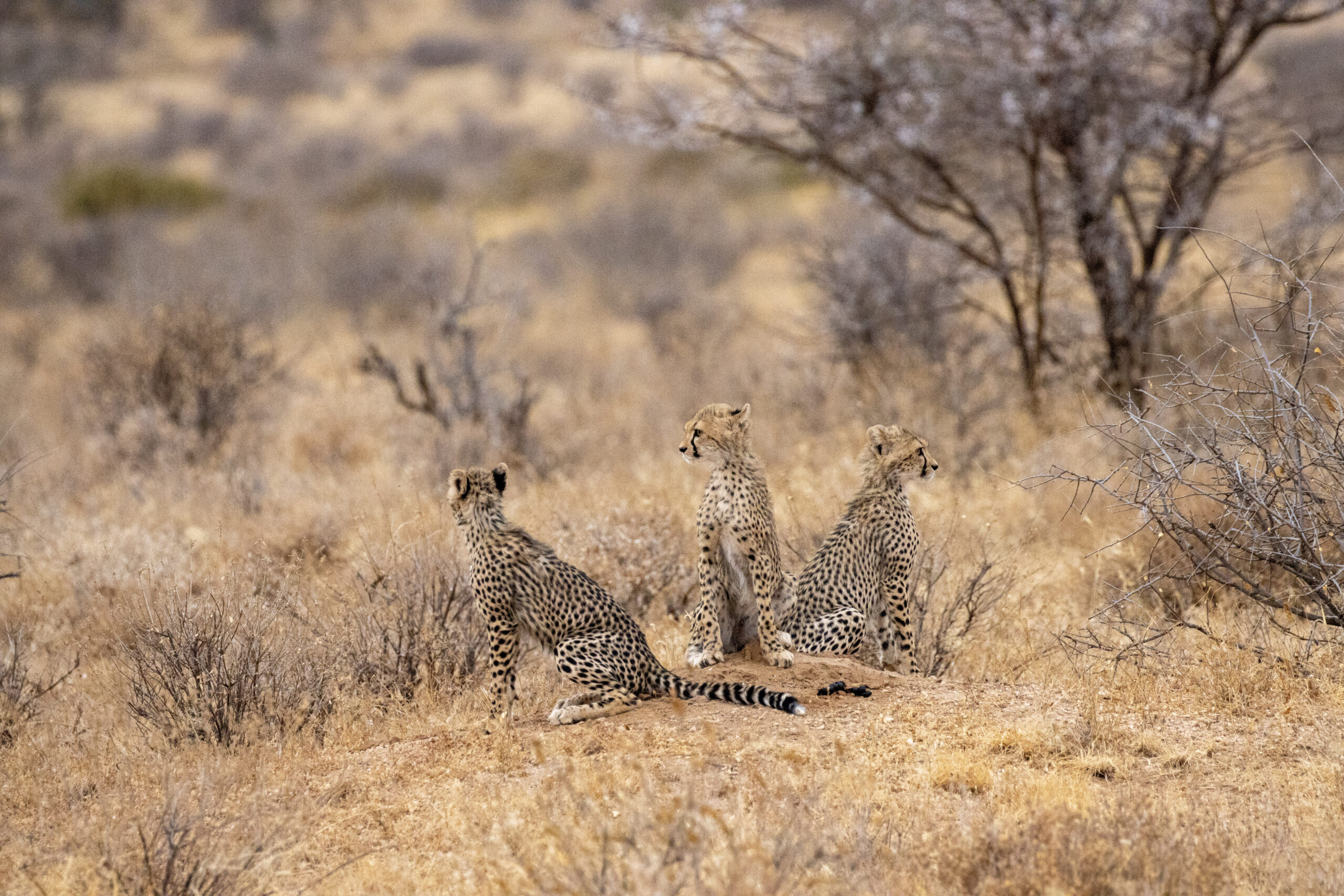 Three Cheetah Cubs – Kenya, Africa