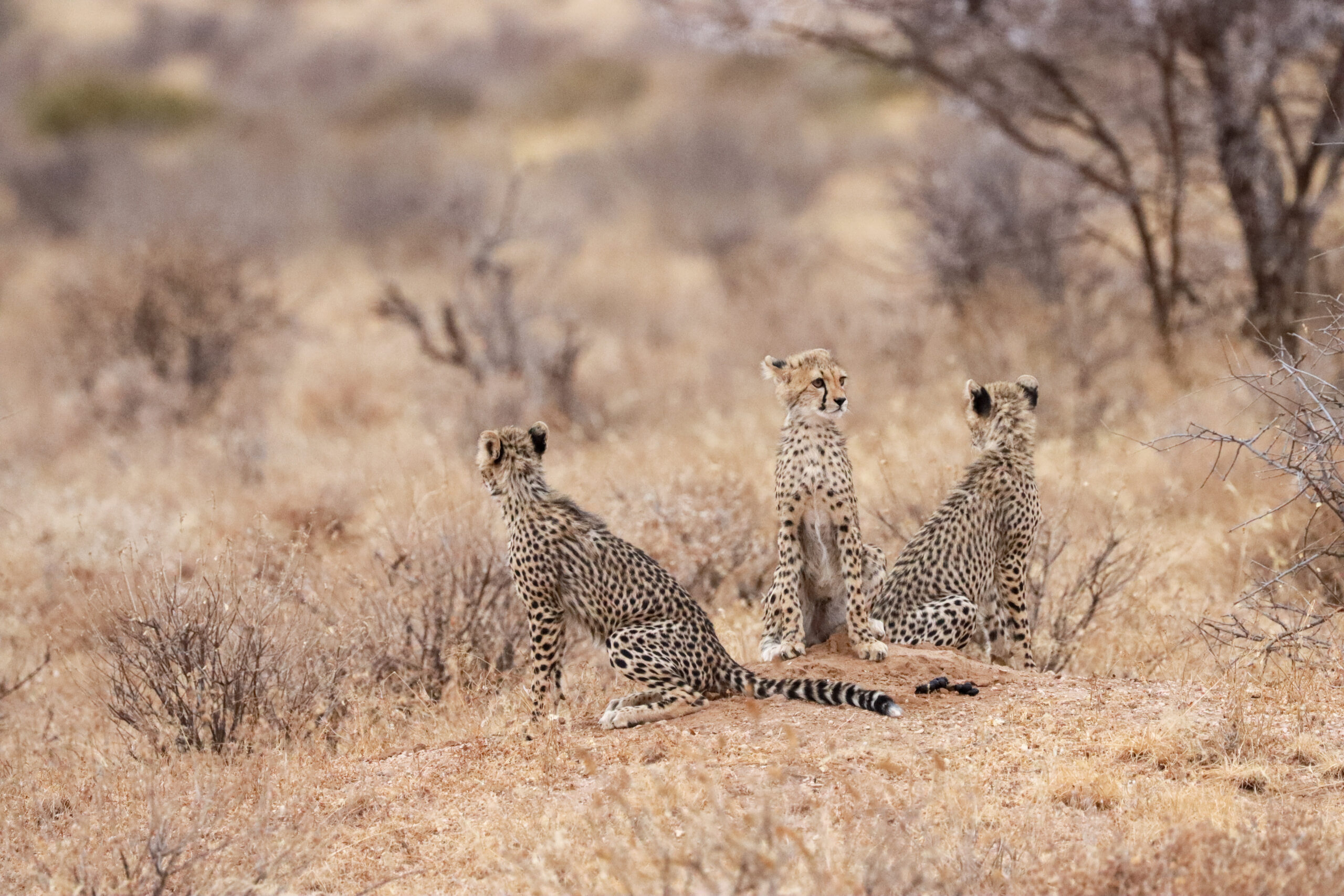 Three Cheetah Cubs – Kenya, Africa