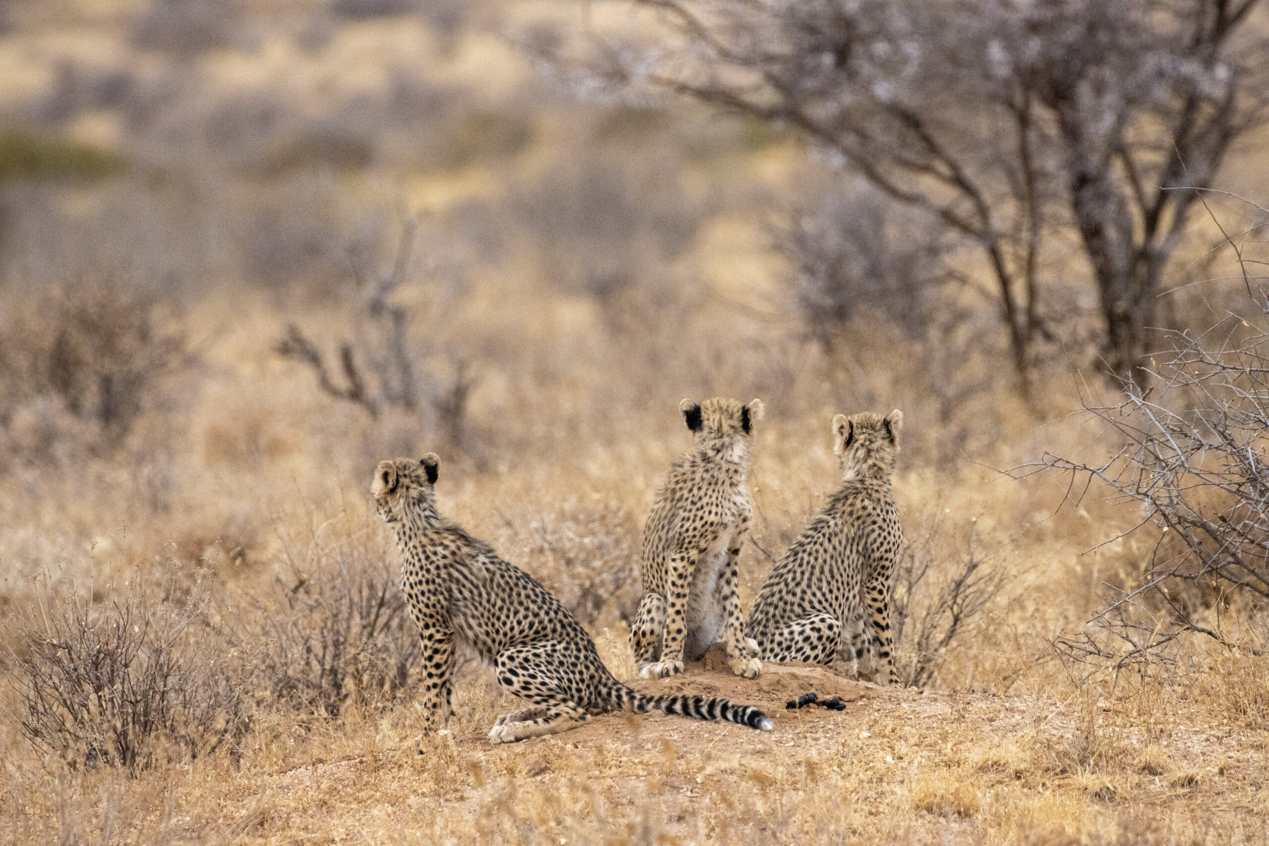 Three Cheetah Cubs – Kenya, Africa