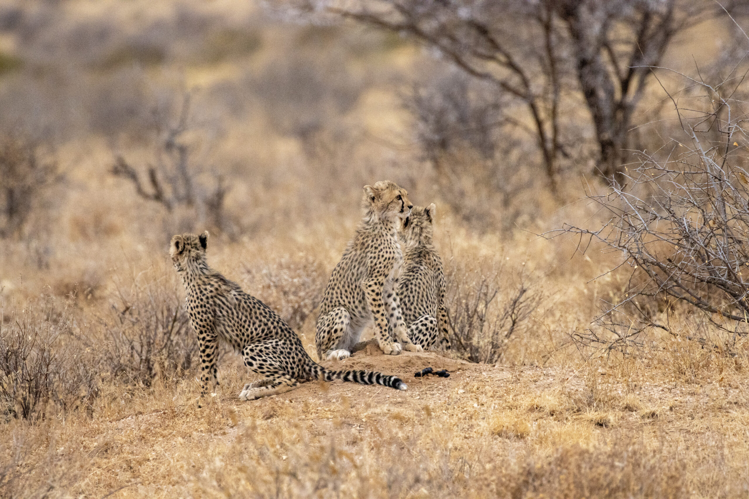 Three Cheetah Cubs – Kenya, Africa