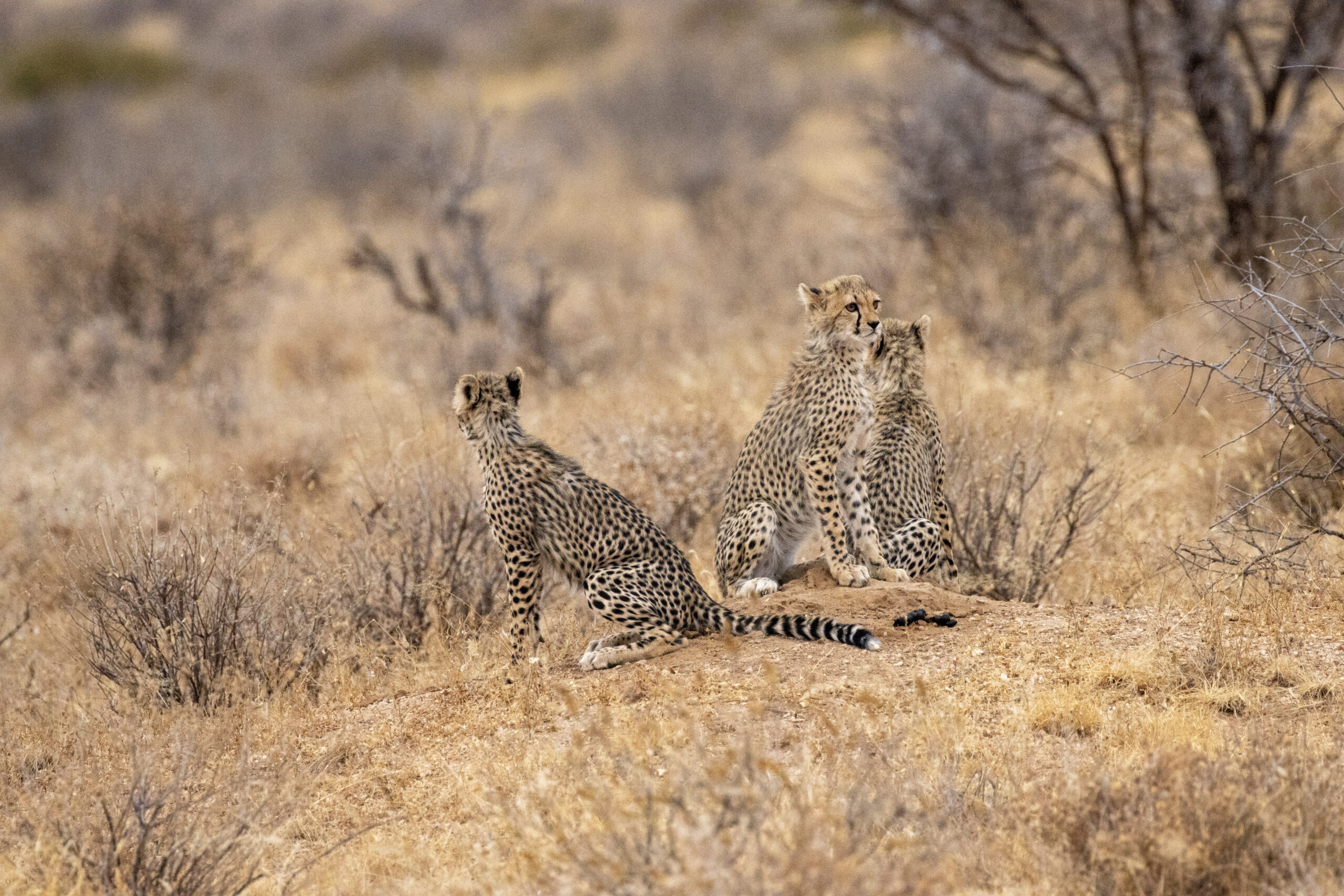 Three Cheetah Cubs – Kenya, Africa