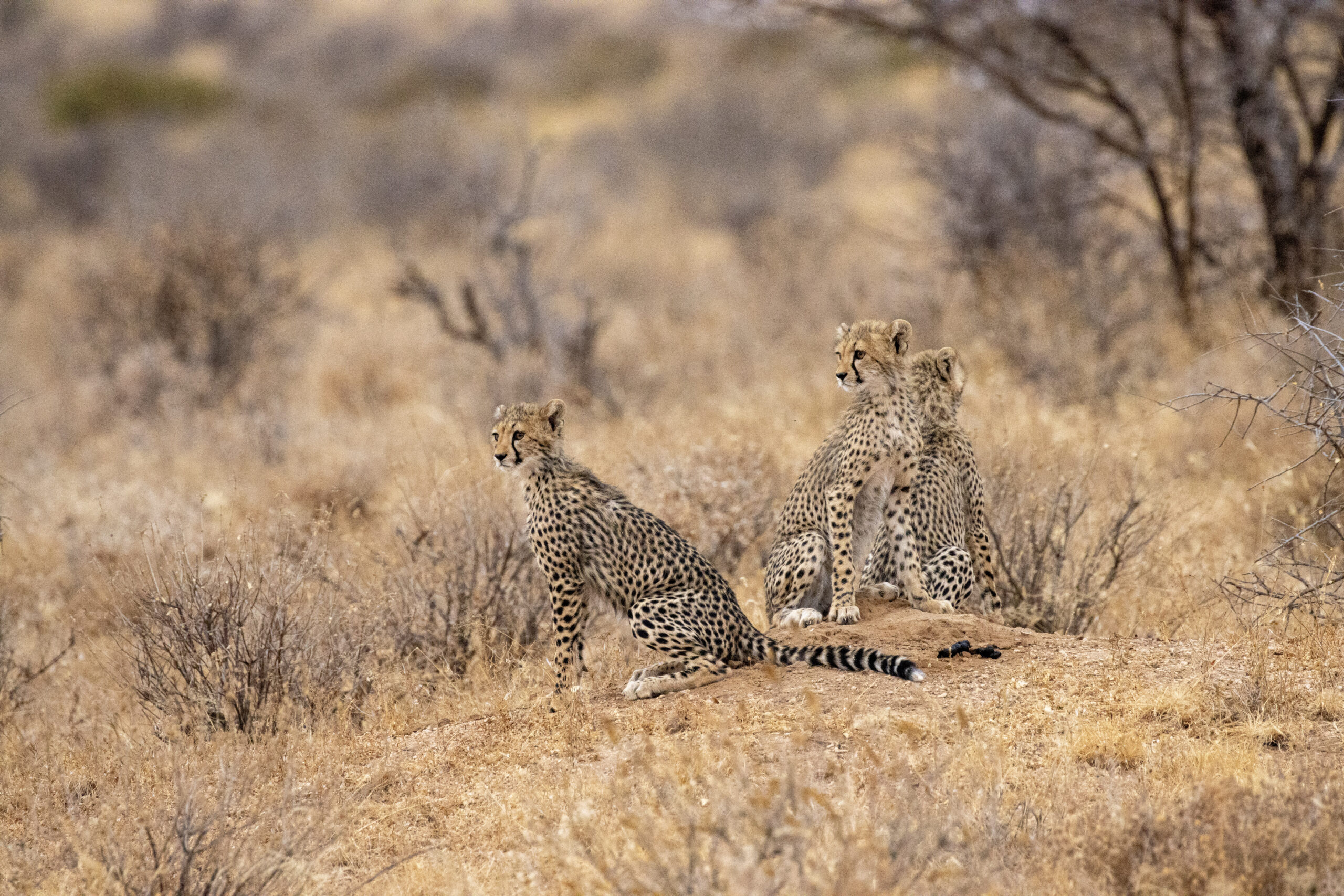 Three Cheetah Cubs – Kenya, Africa