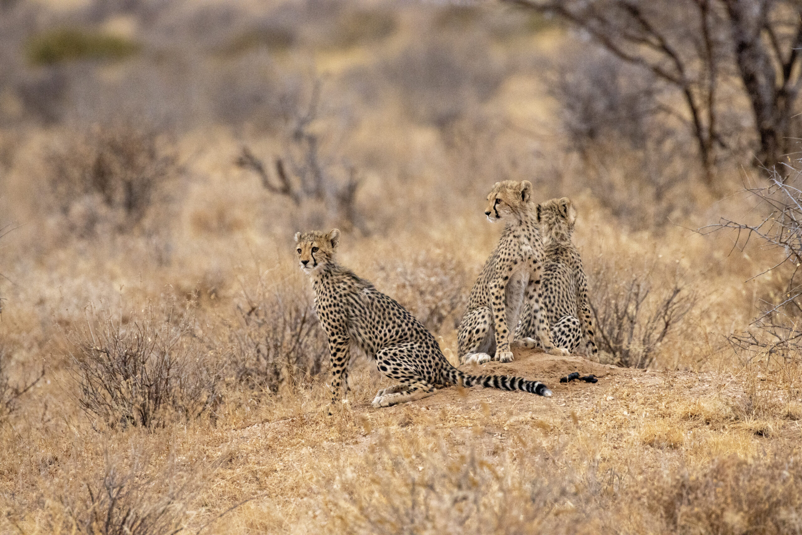 Three Cheetah Cubs – Kenya, Africa