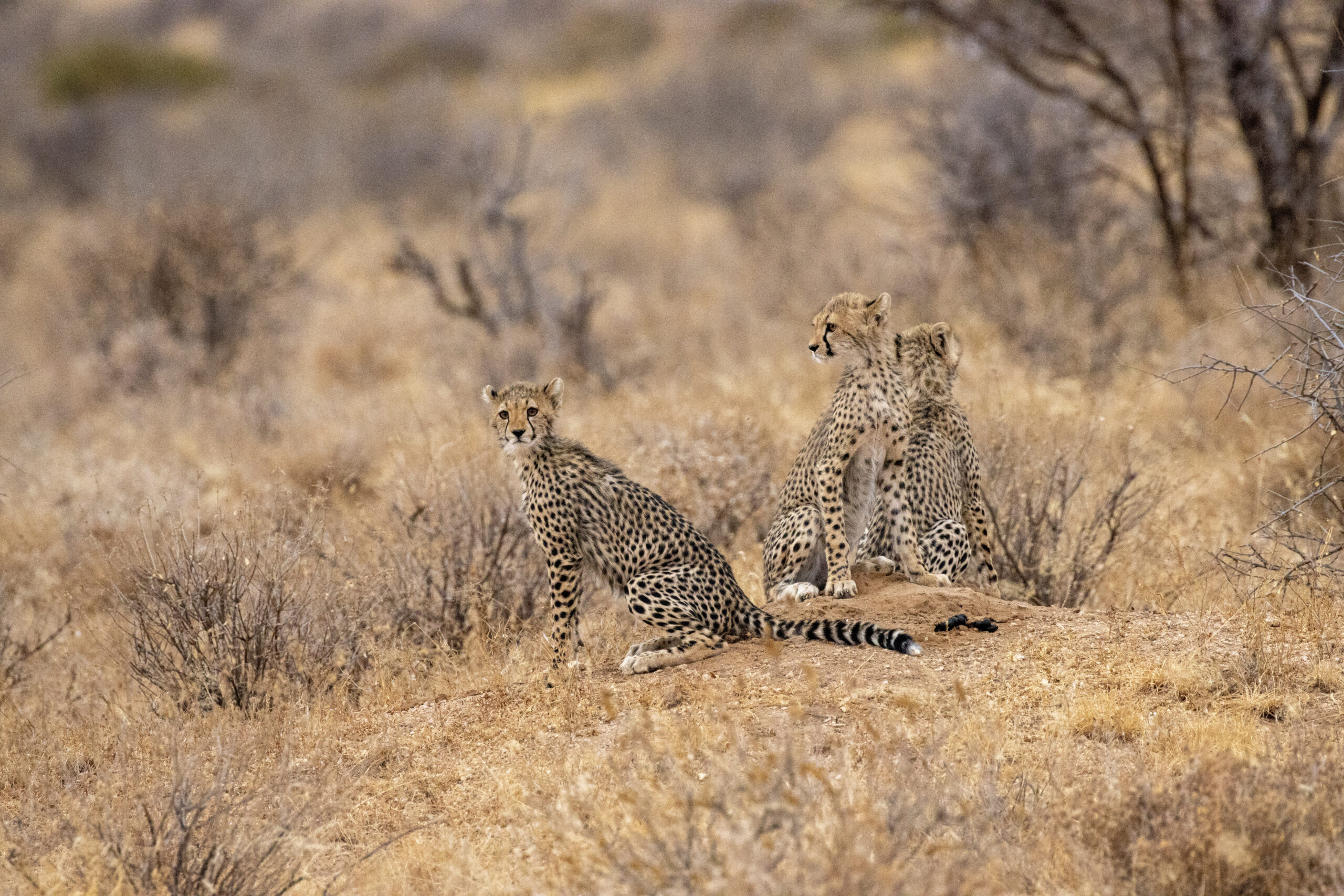 Three Cheetah Cubs – Kenya, Africa