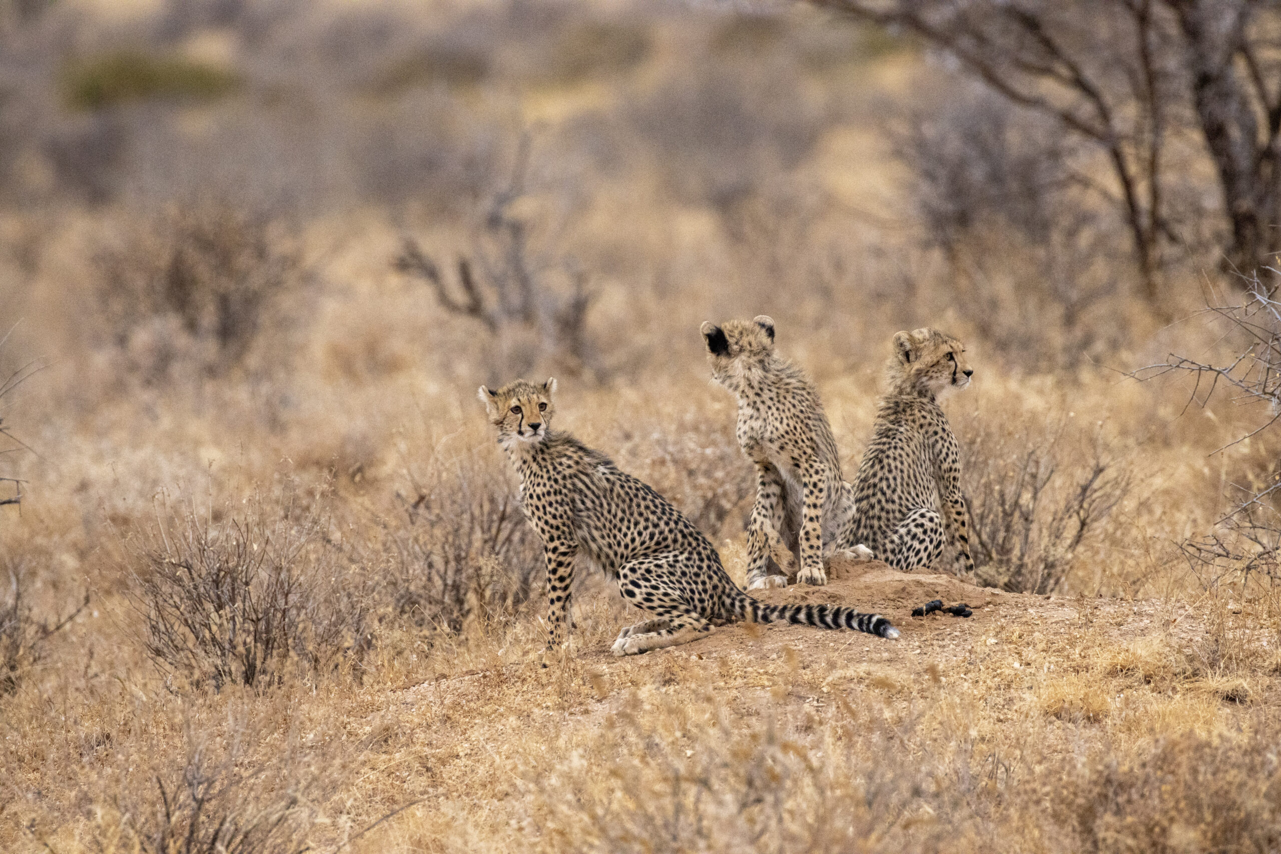 Three Cheetah Cubs – Kenya, Africa