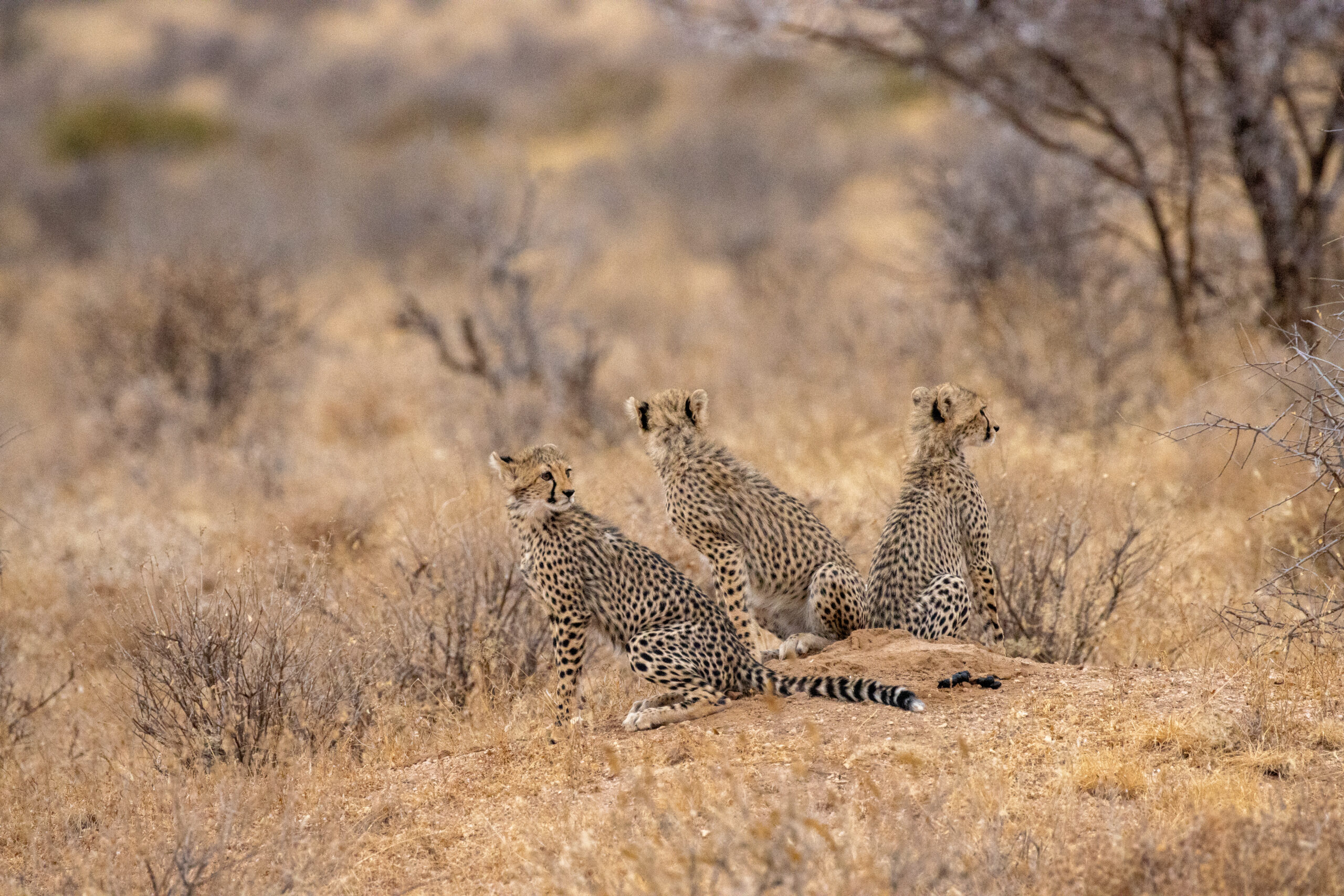 Three Cheetah Cubs – Kenya, Africa