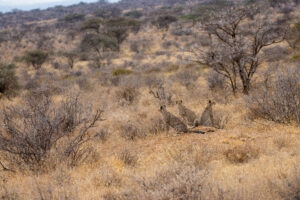 Three Cheetah Cubs – Kenya, Africa