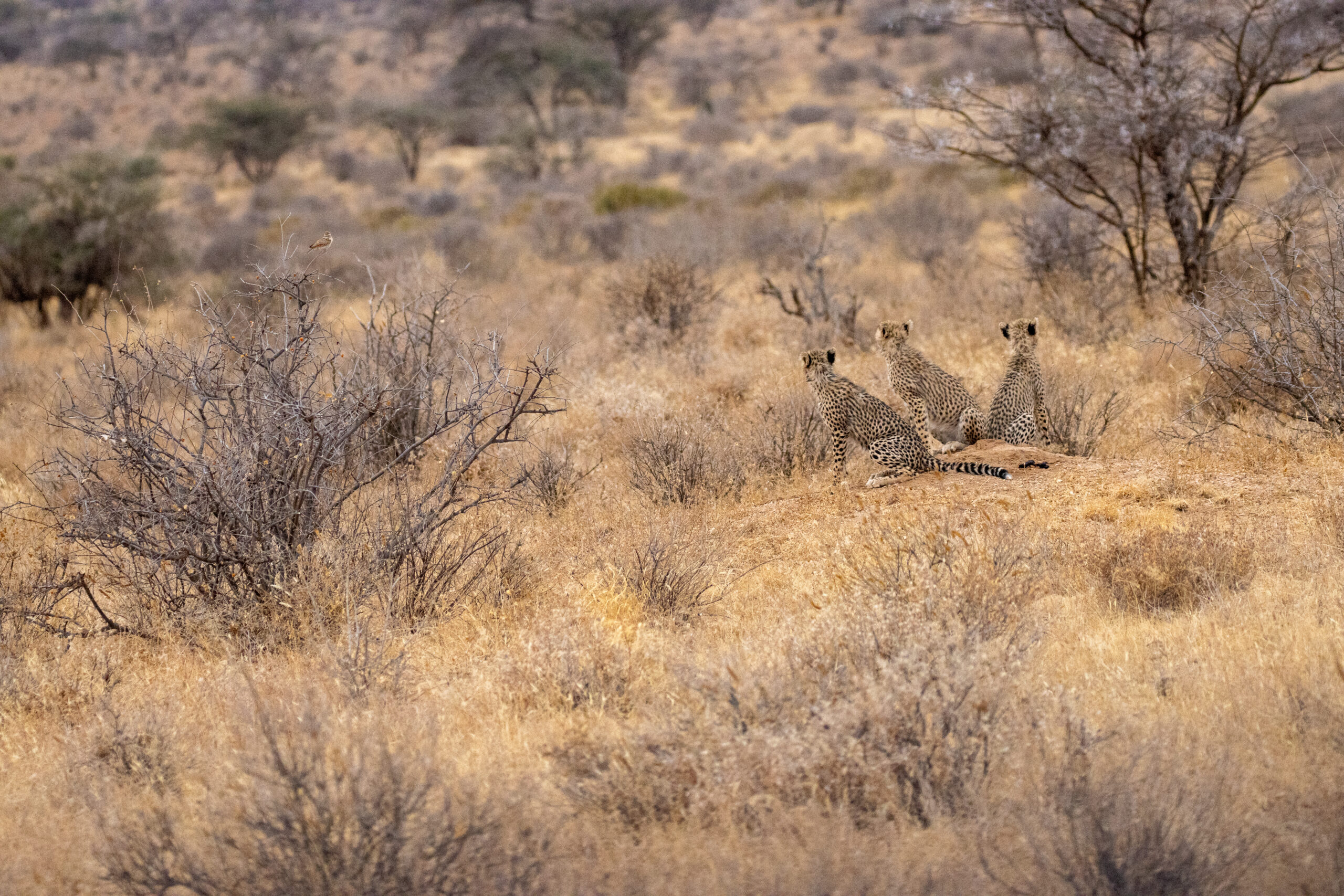 Three Cheetah Cubs – Kenya, Africa