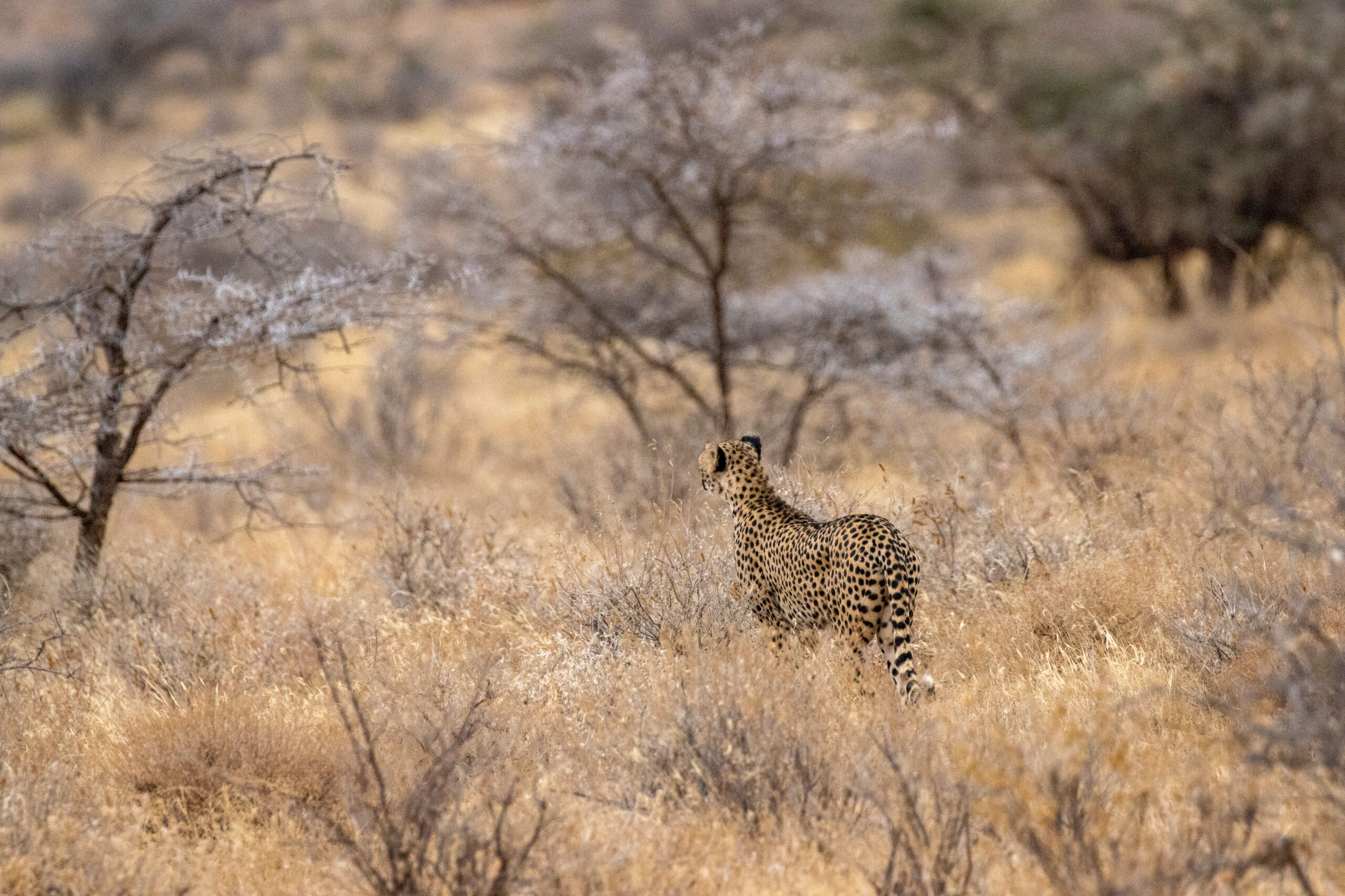 Female Cheetah – Kenya, Africa