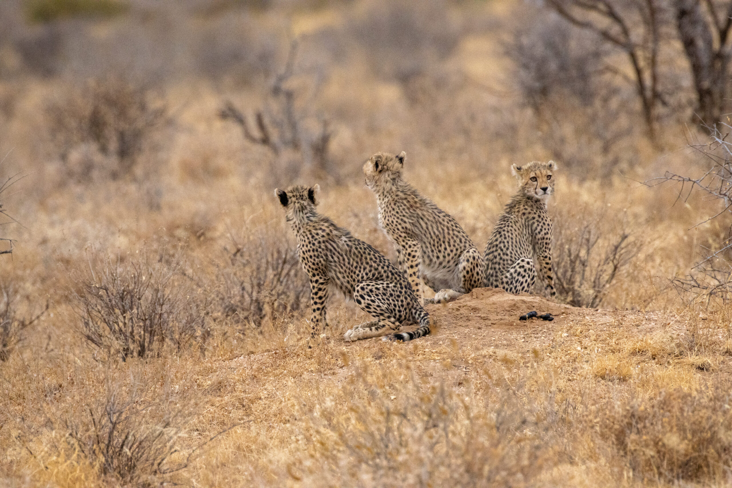 Three Cheetah Cubs – Kenya, Africa