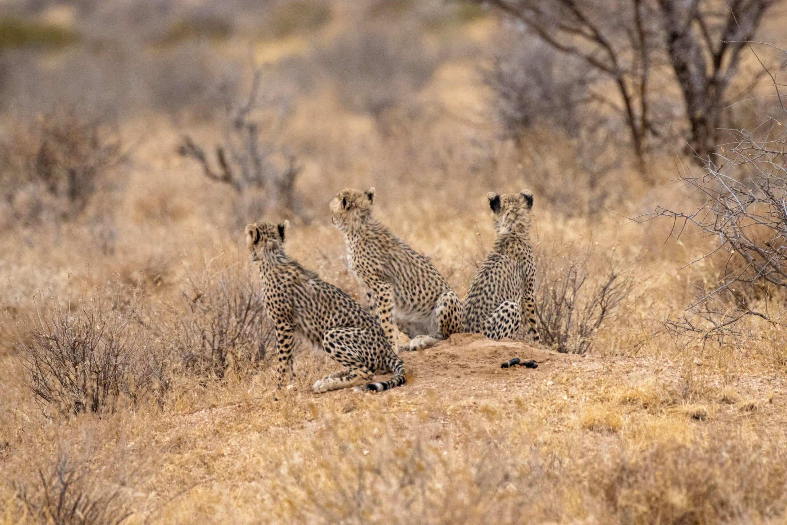 Three Cheetah Cubs – Kenya, Africa