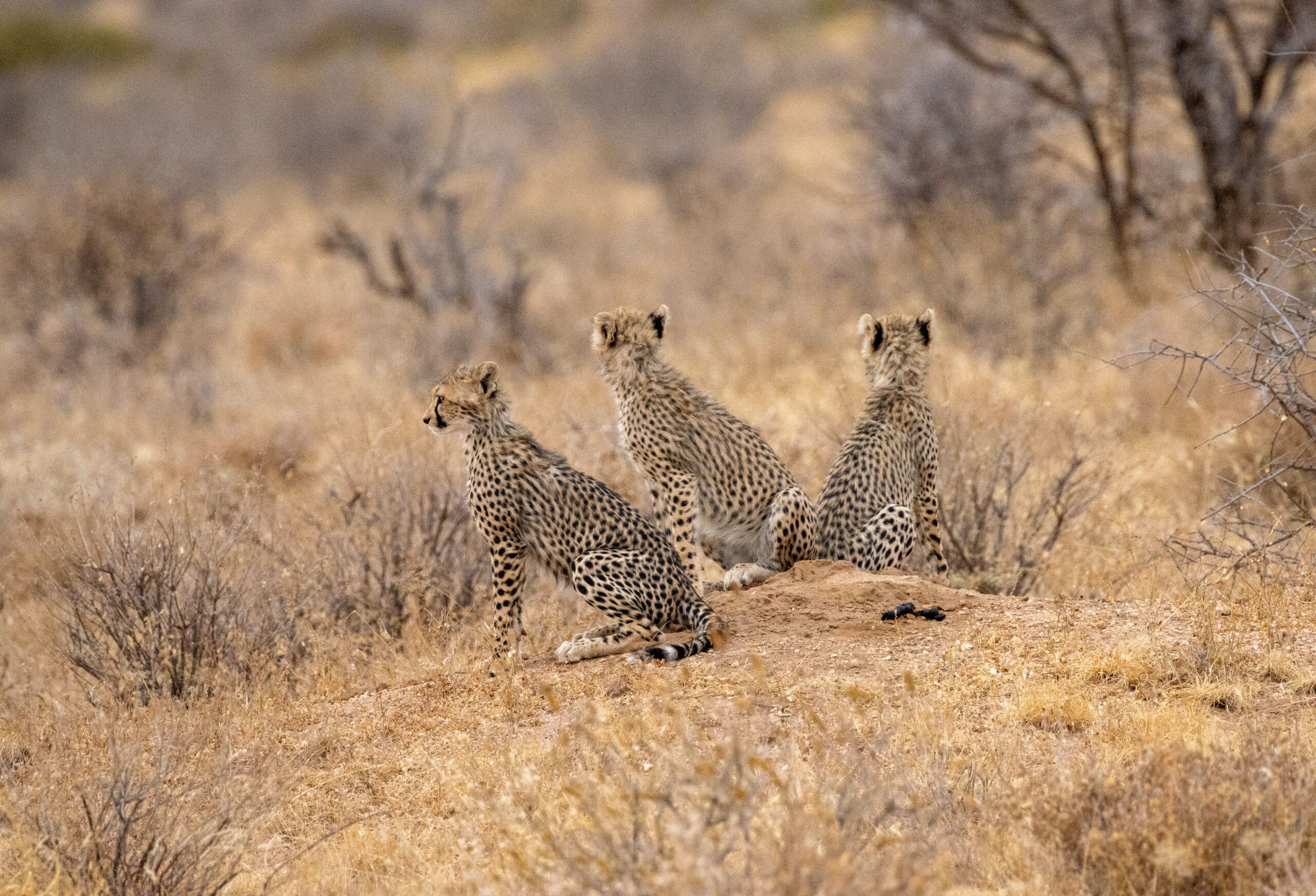 Three Cheetah Cubs – Kenya, Africa