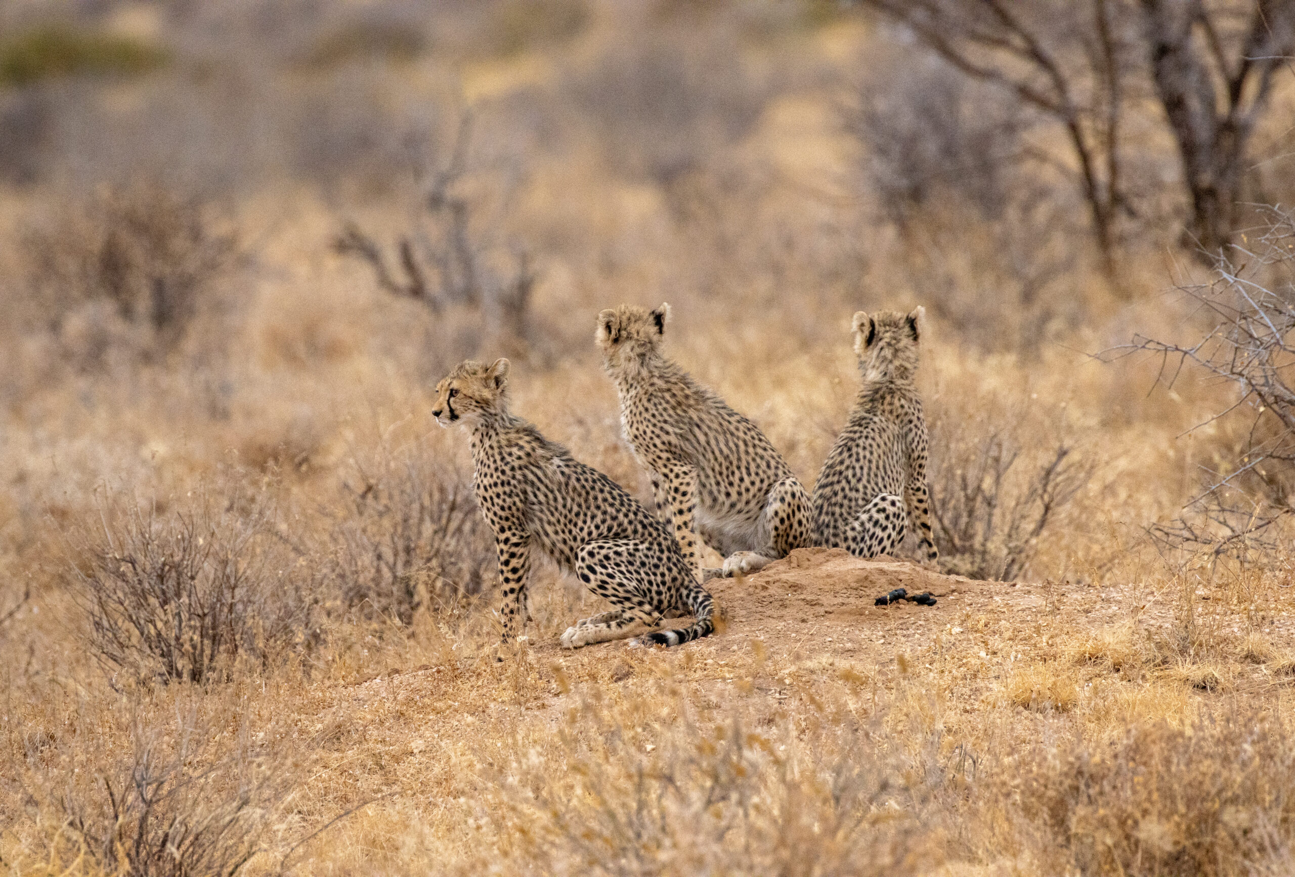 Three Cheetah Cubs – Kenya, Africa