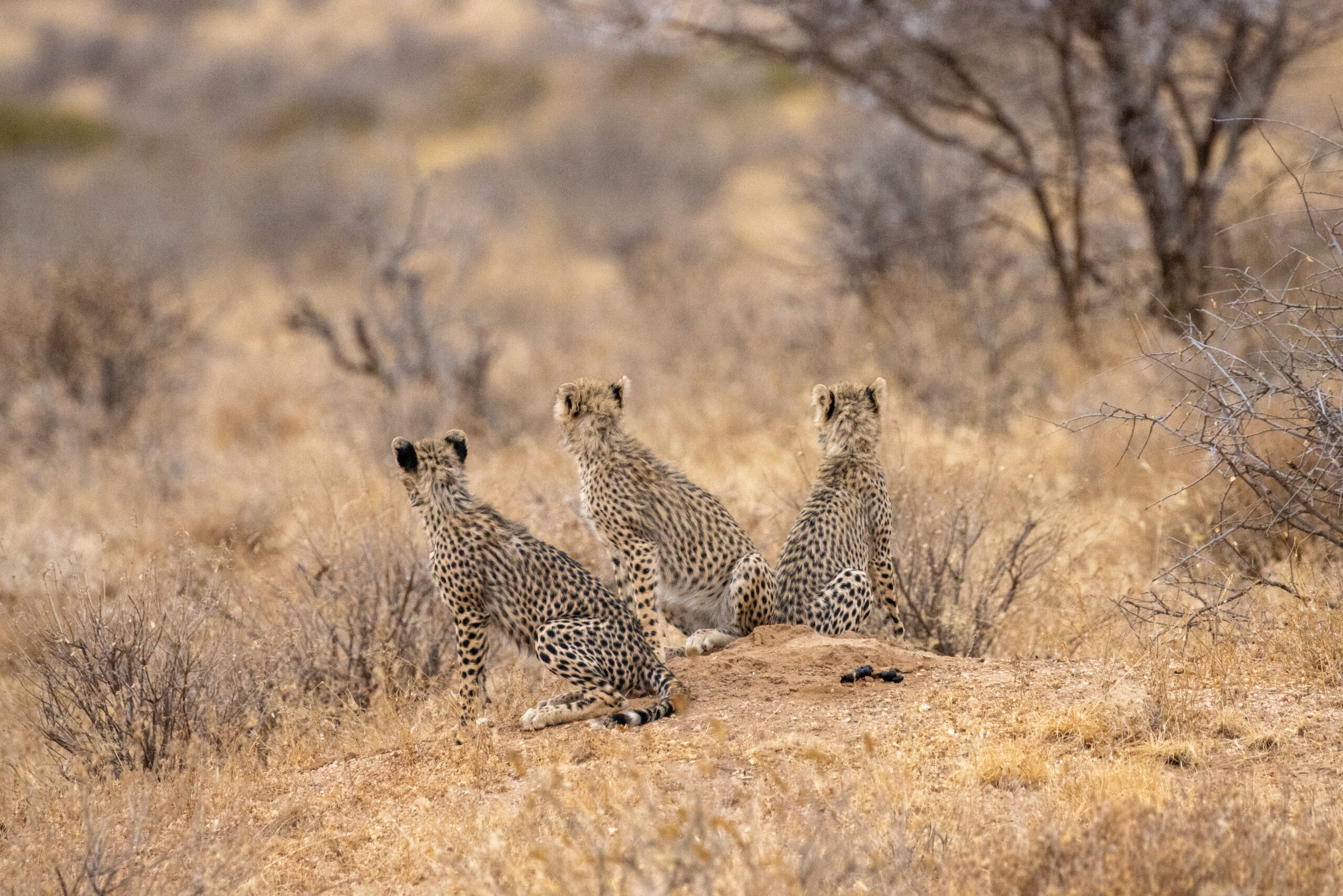 Three Cheetah Cubs – Kenya, Africa