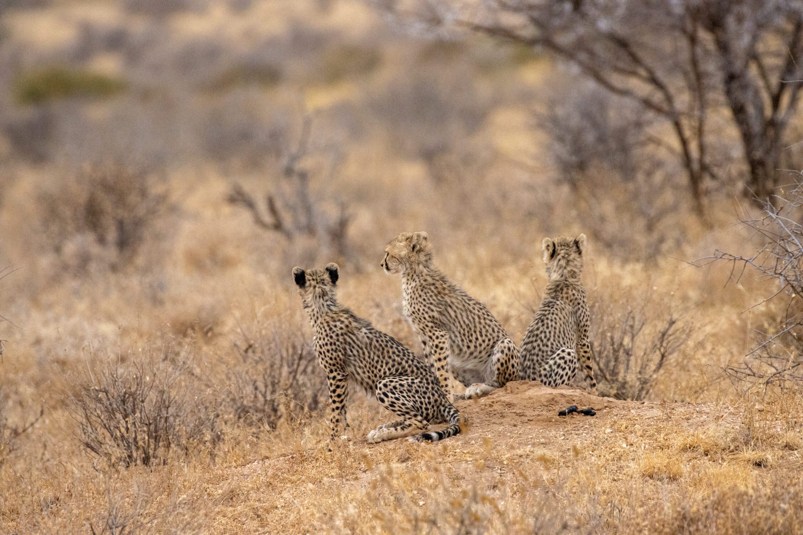 Three Cheetah Cubs – Kenya, Africa