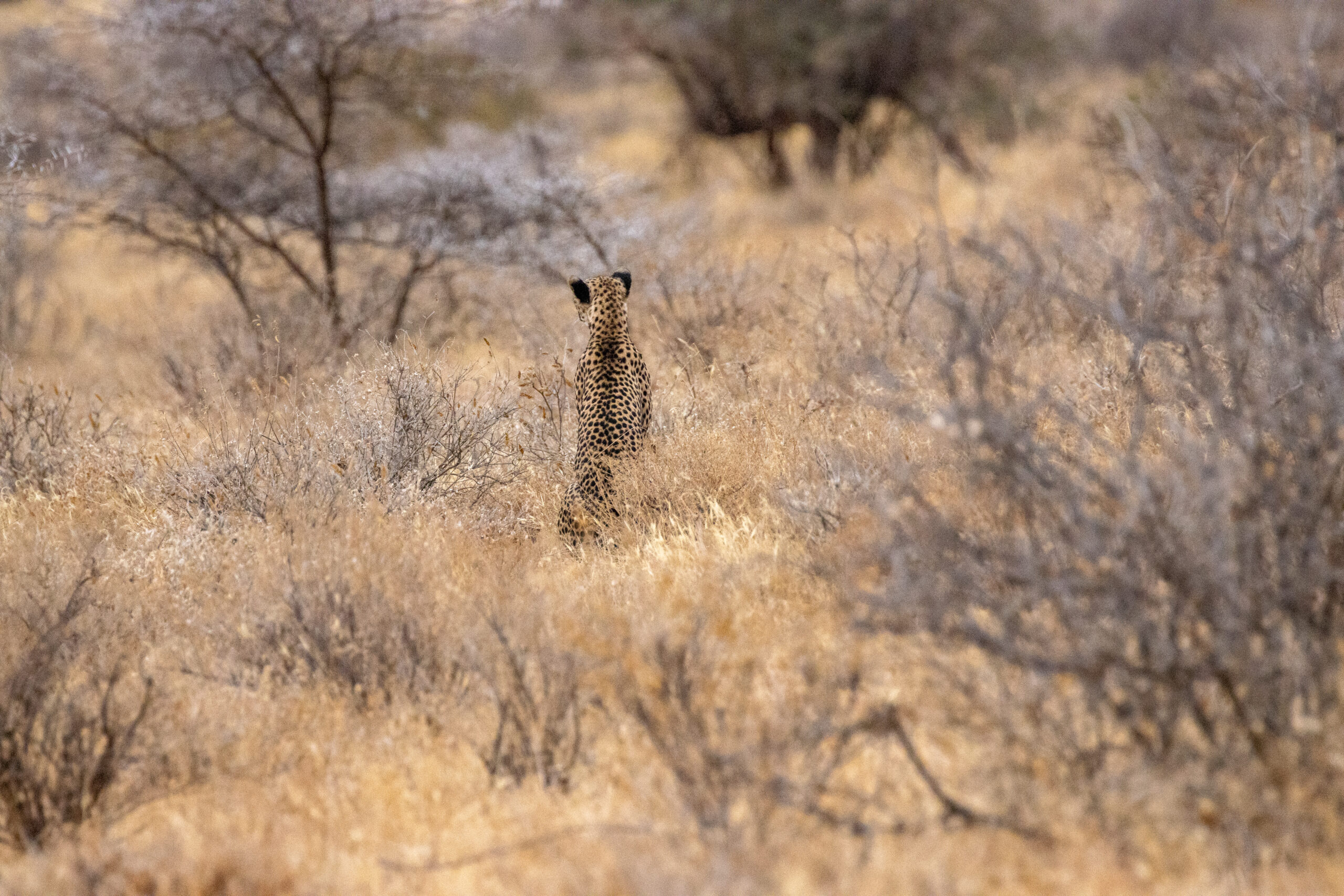 Female Cheetah – Kenya, Africa