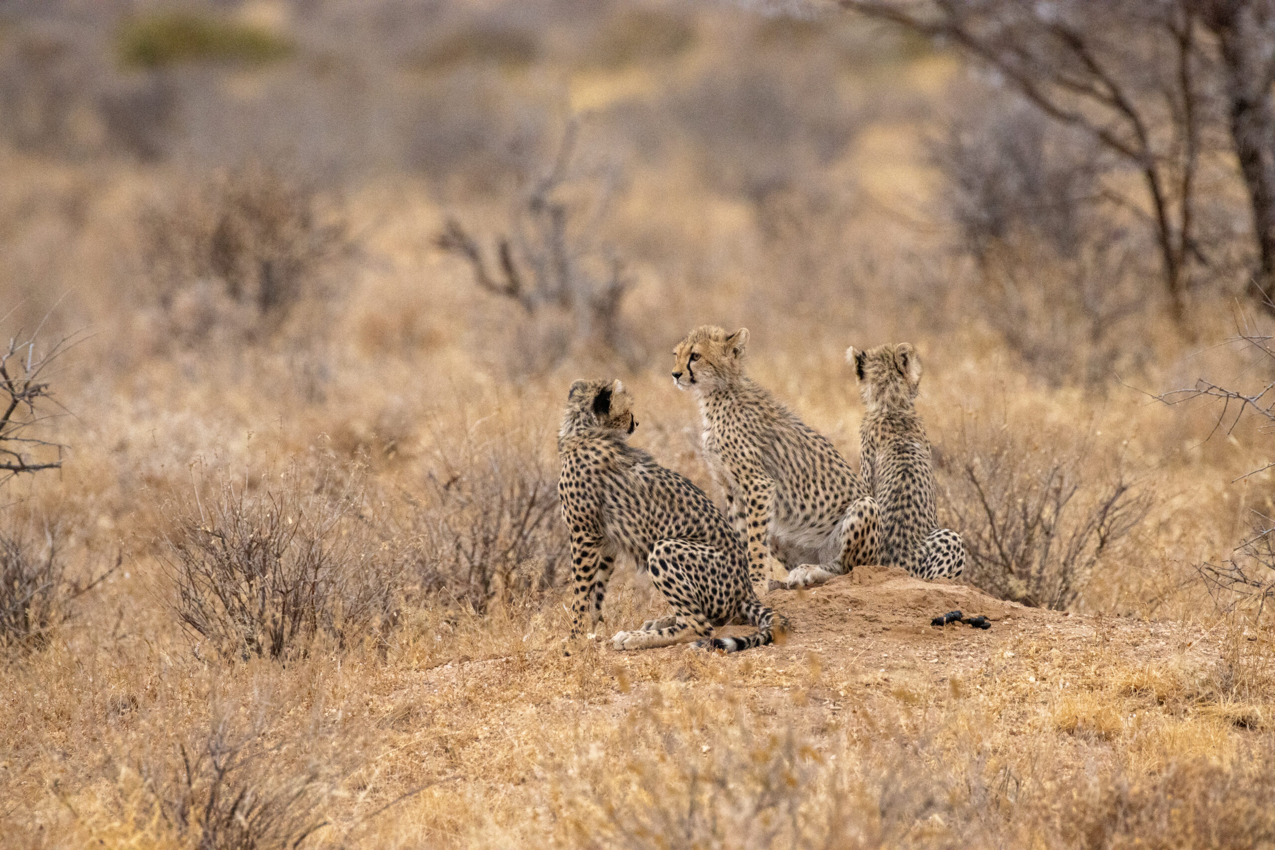 Three Cheetah Cubs – Kenya, Africa