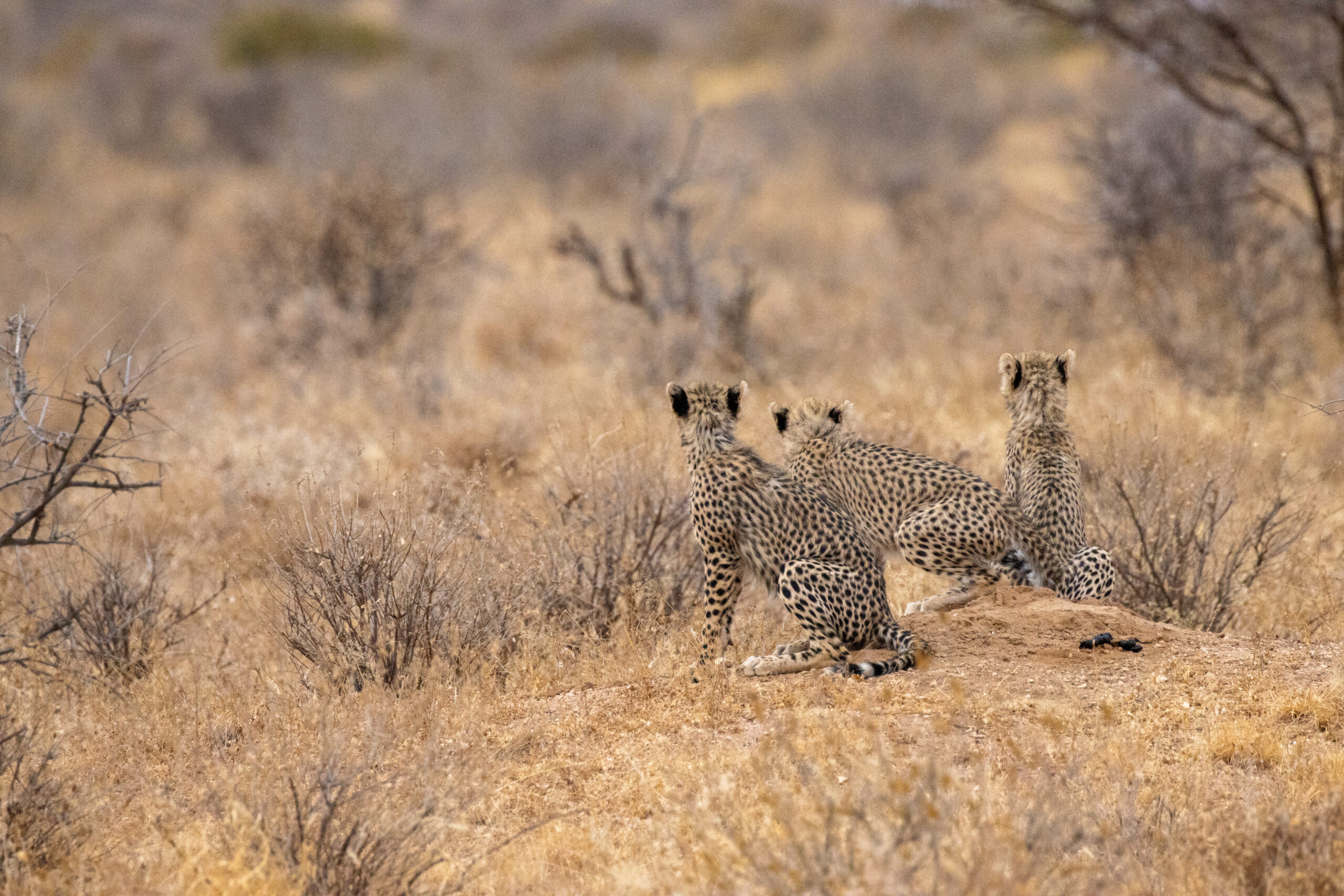 Three Cheetah Cubs – Kenya, Africa