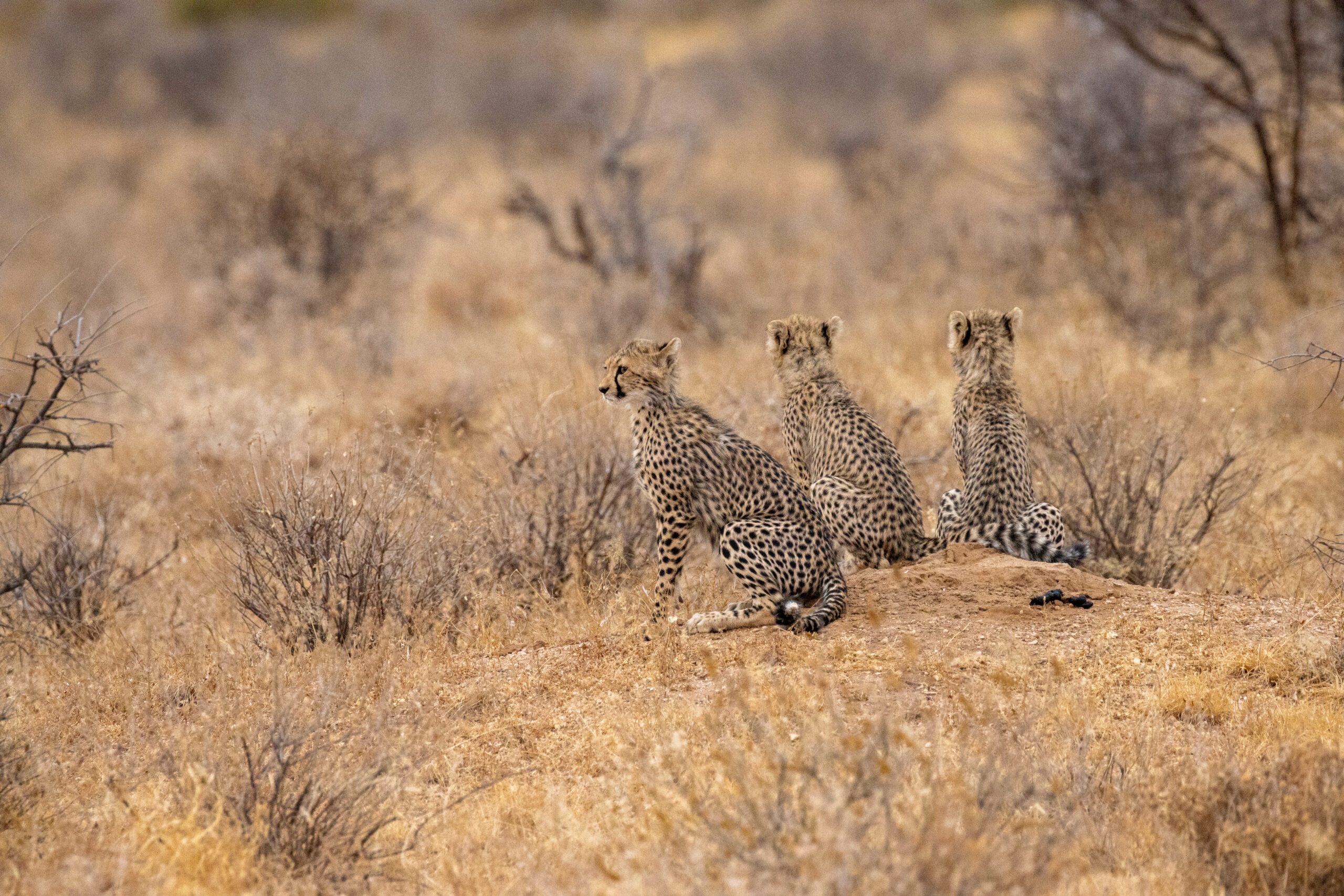 Three Cheetah Cubs – Kenya, Africa