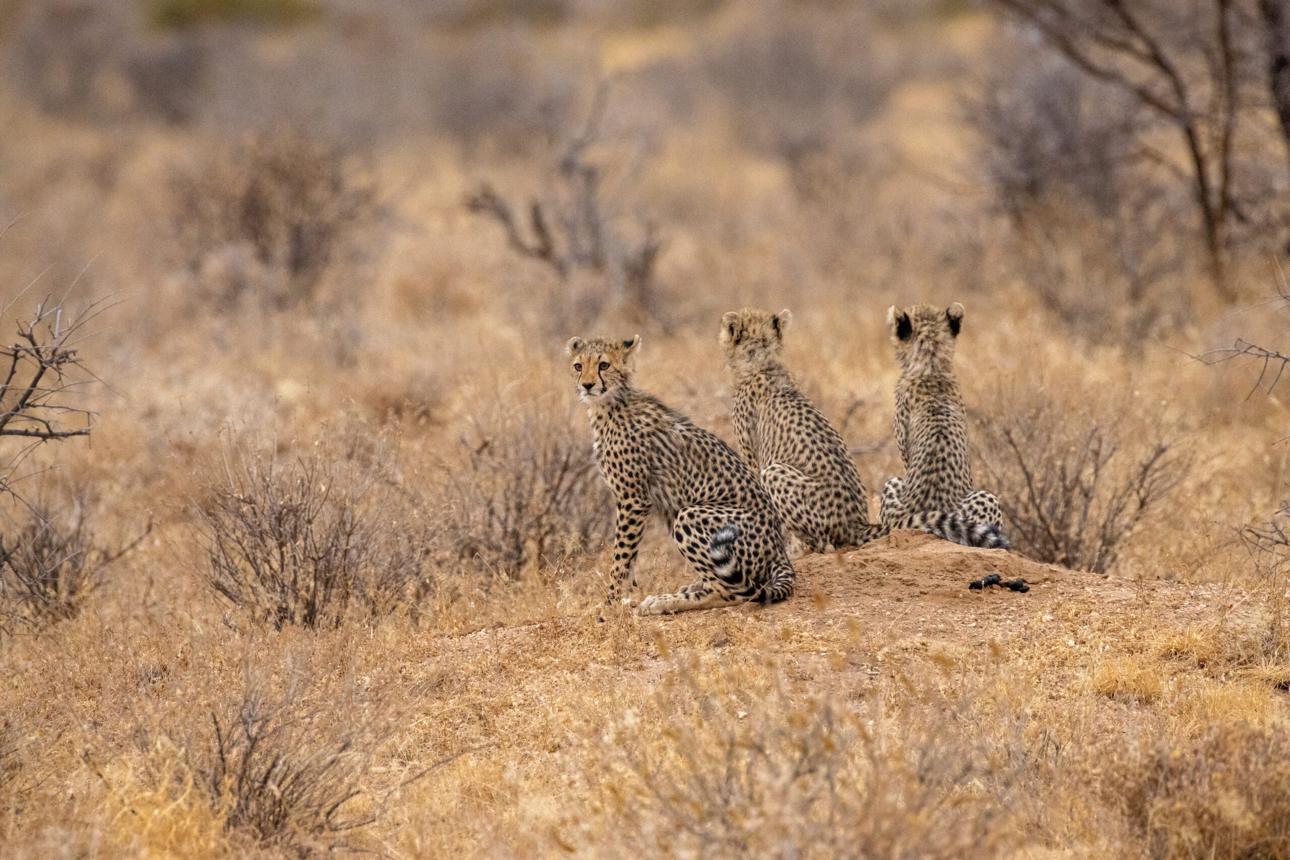 Three Cheetah Cubs – Kenya, Africa