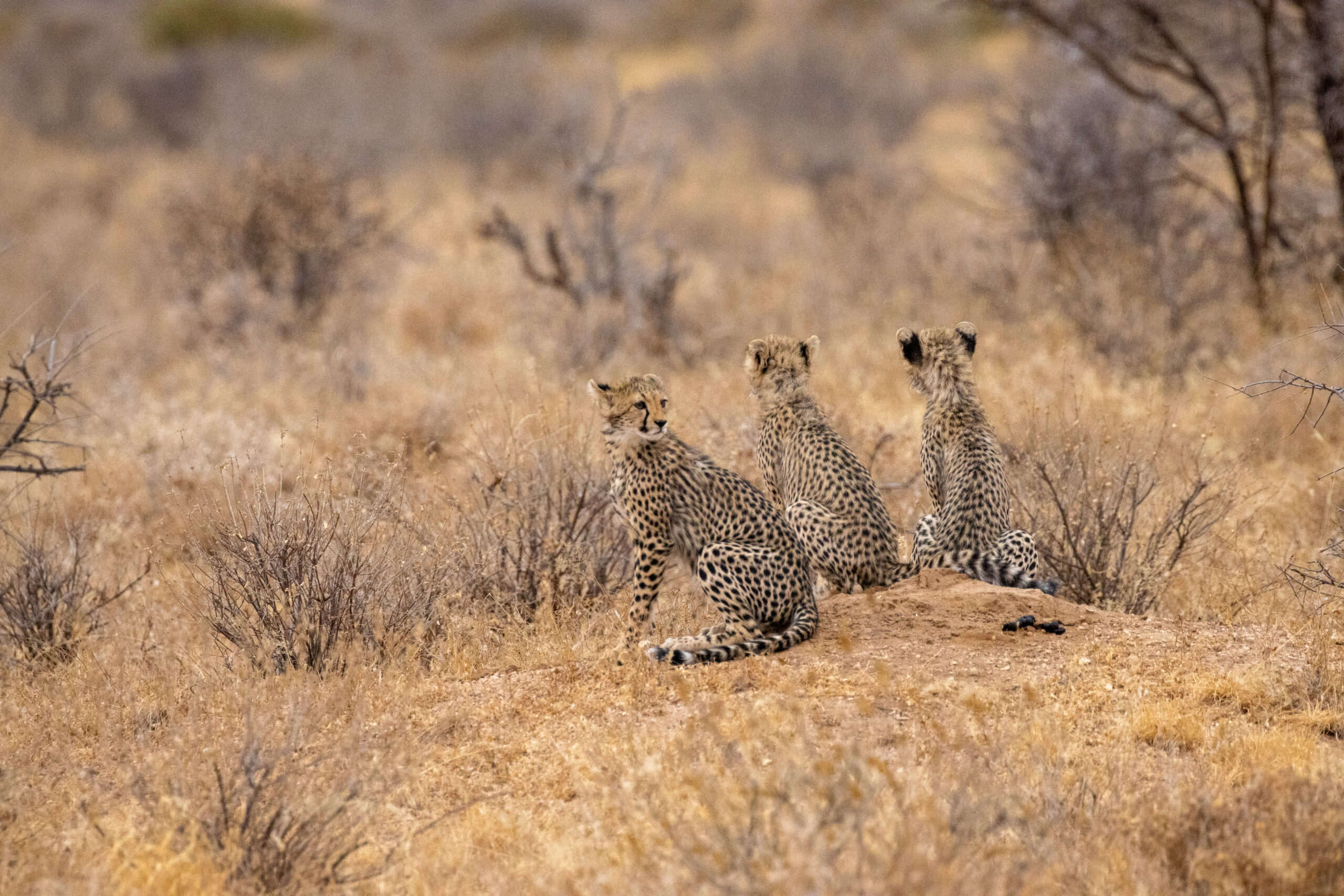 Three Cheetah Cubs – Kenya, Africa