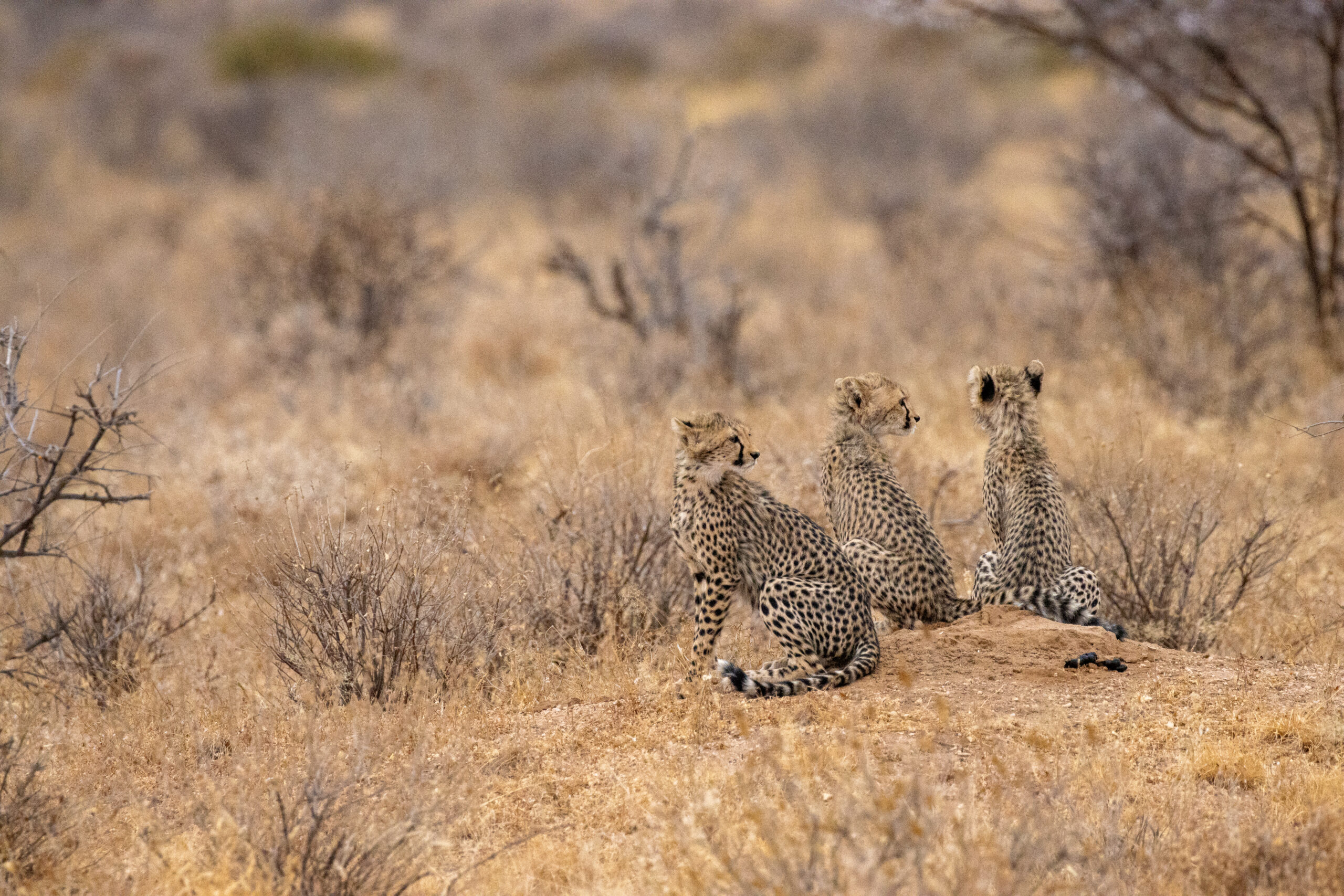 Three Cheetah Cubs – Kenya, Africa