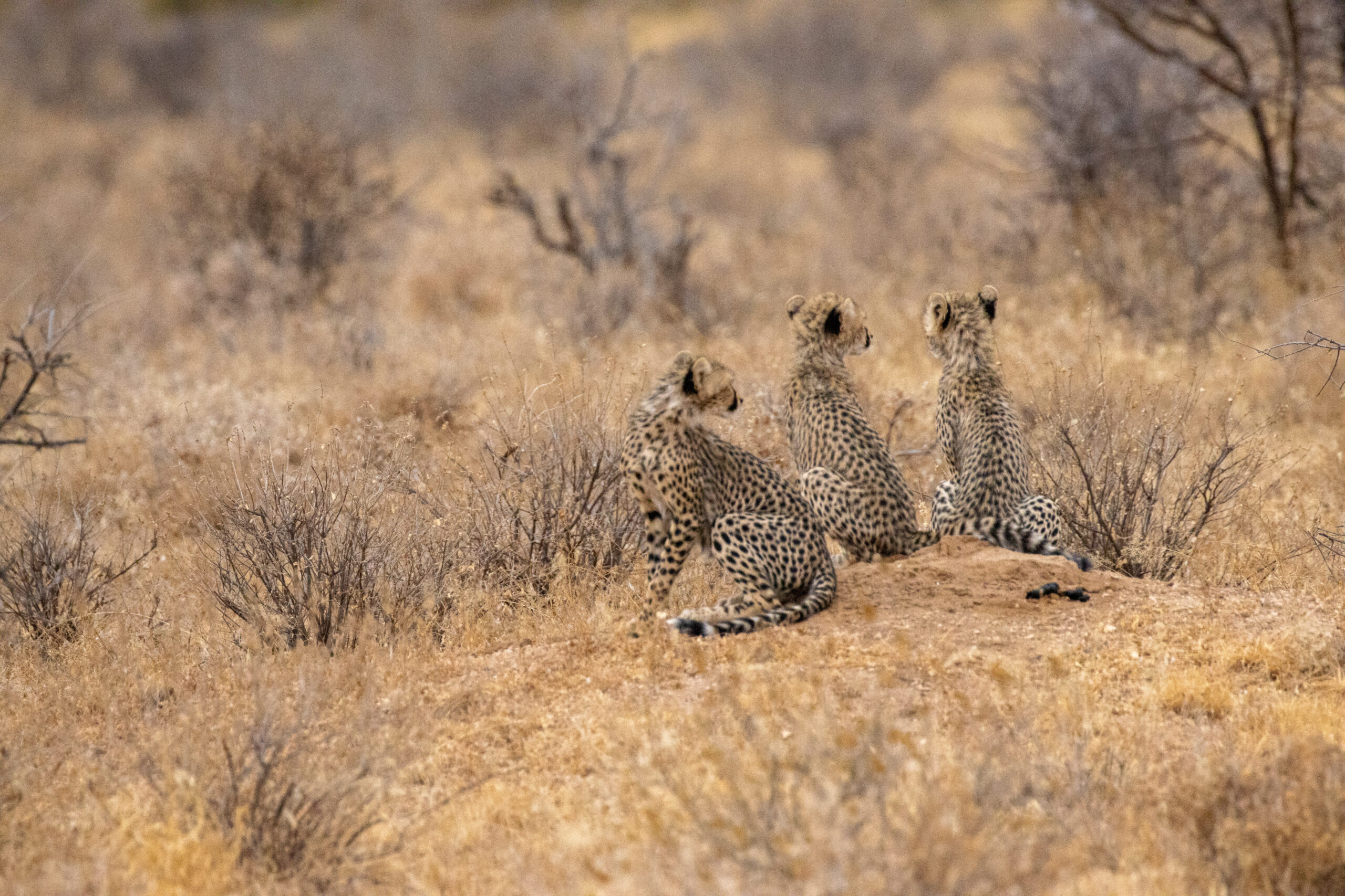 Three Cheetah Cubs – Kenya, Africa