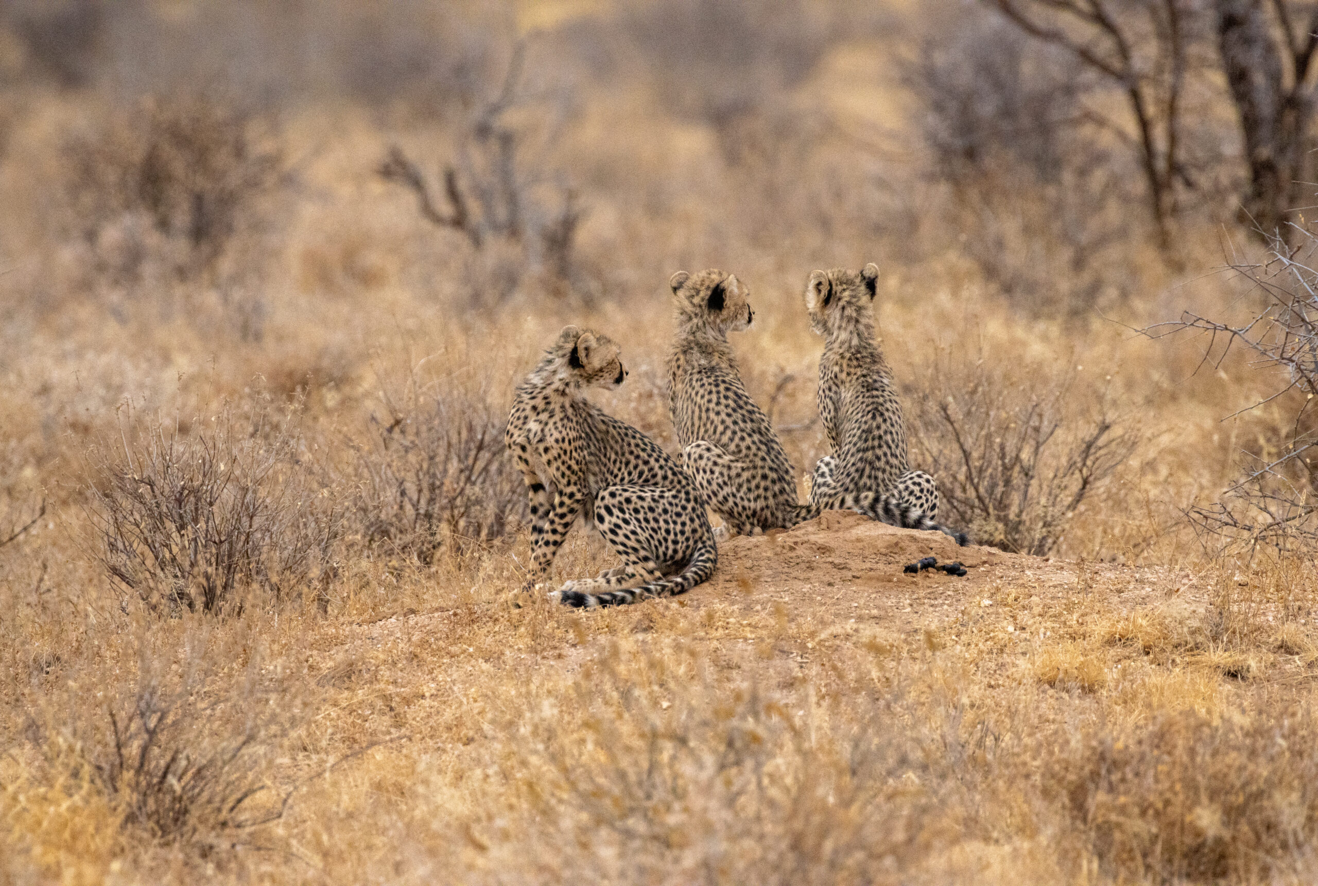 Three Cheetah Cubs – Kenya, Africa