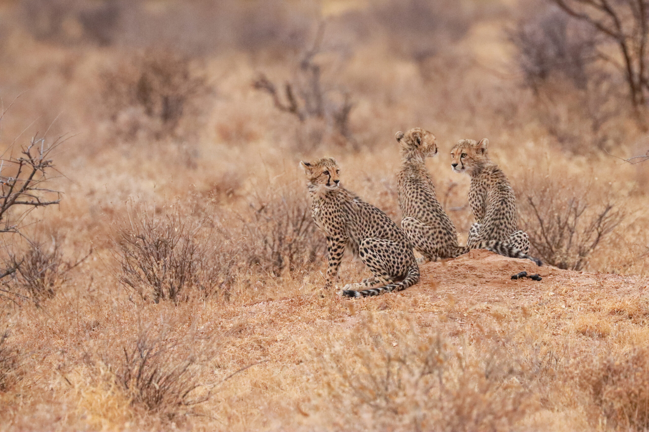 Three Cheetah Cubs – Kenya, Africa