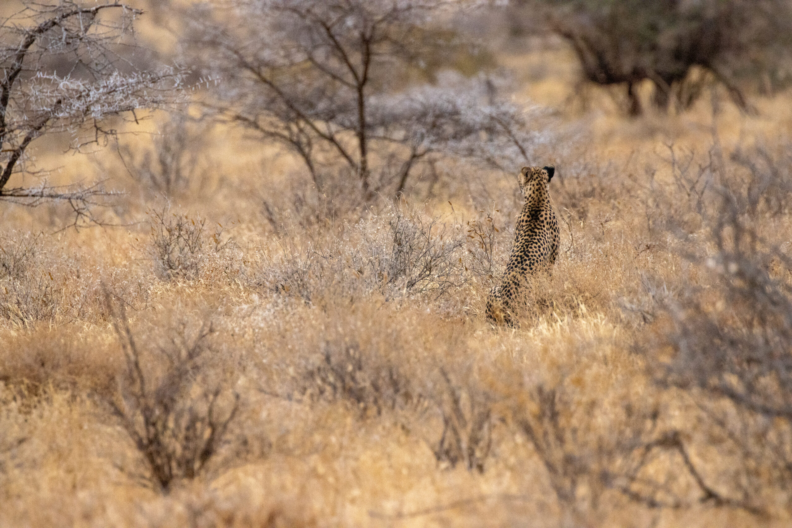 Female Cheetah – Kenya, Africa