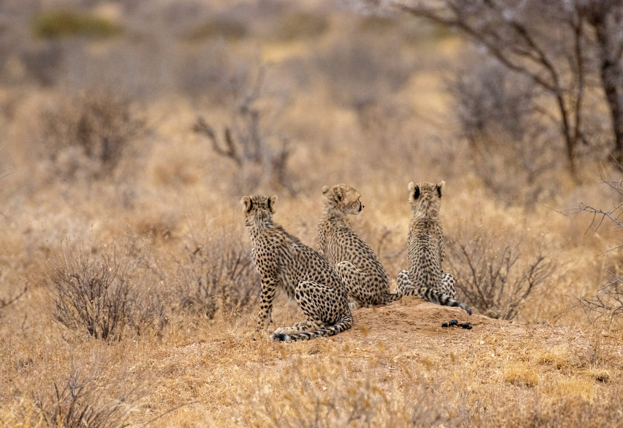 Three Cheetah Cubs – Kenya, Africa