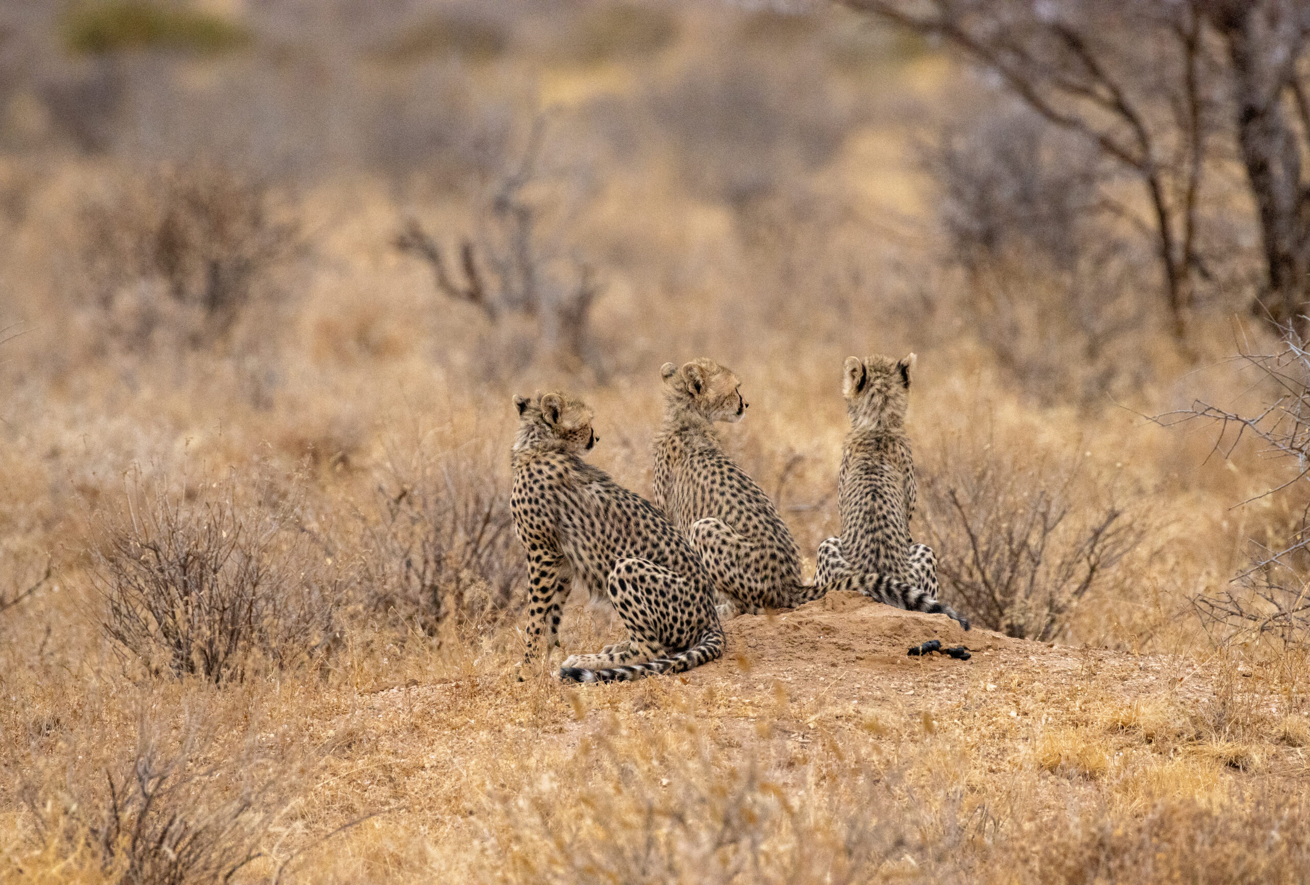 Three Cheetah Cubs – Kenya, Africa