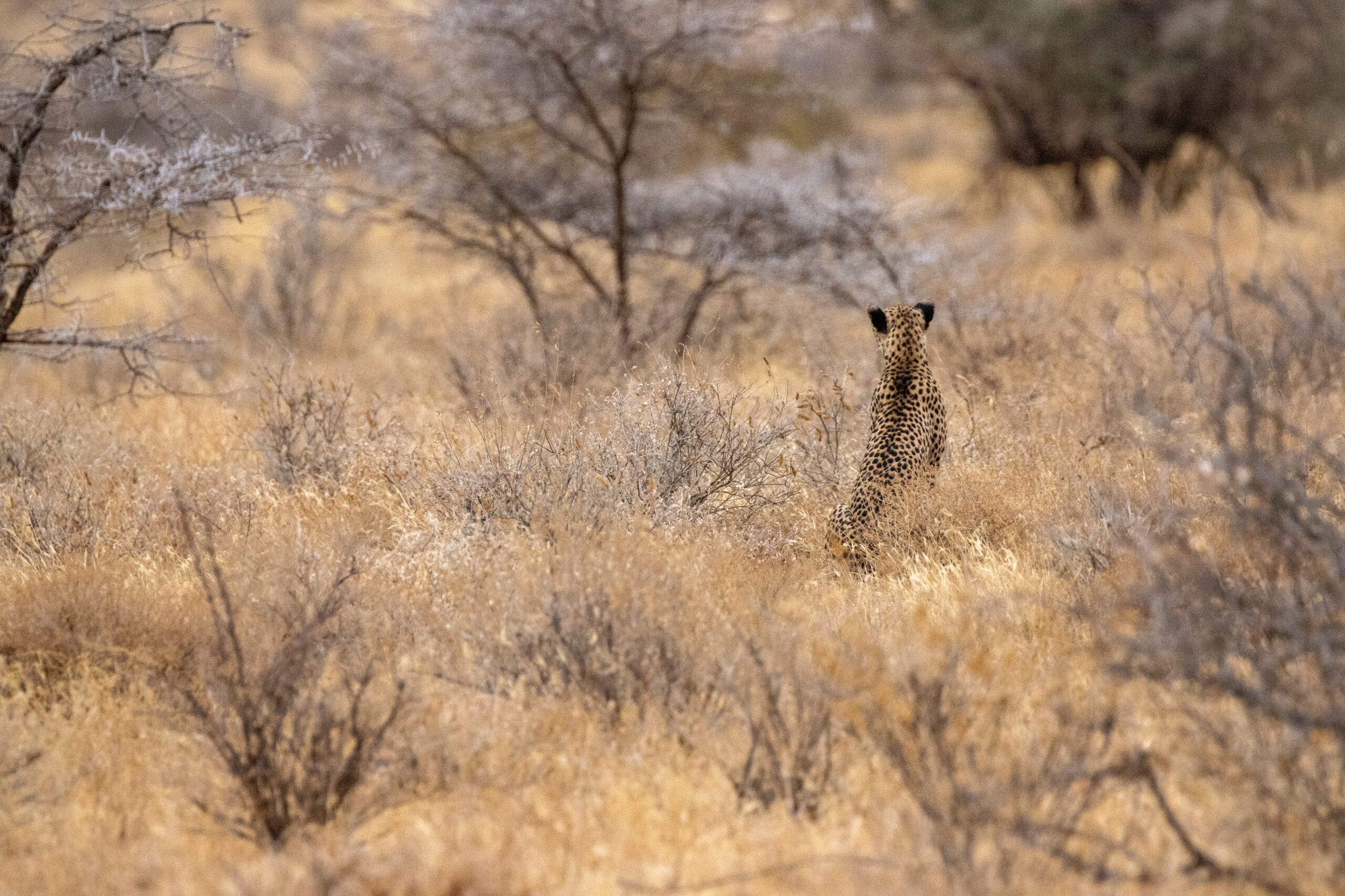 Female Cheetah – Kenya, Africa