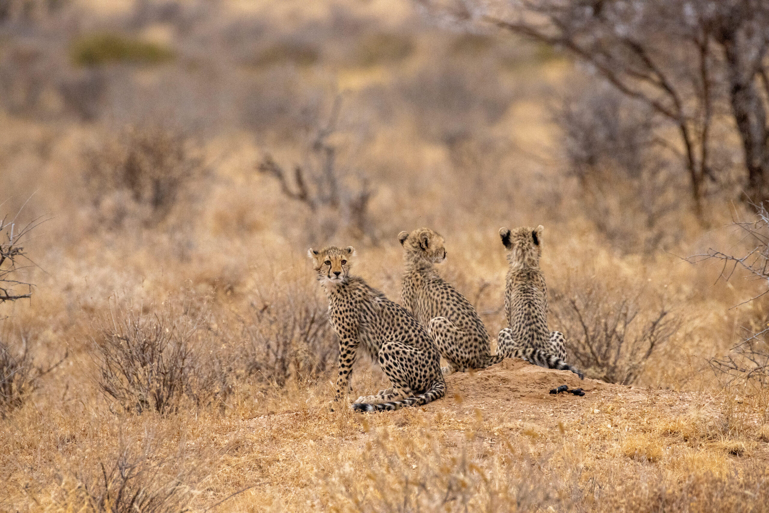 Three Cheetah Cubs – Kenya, Africa