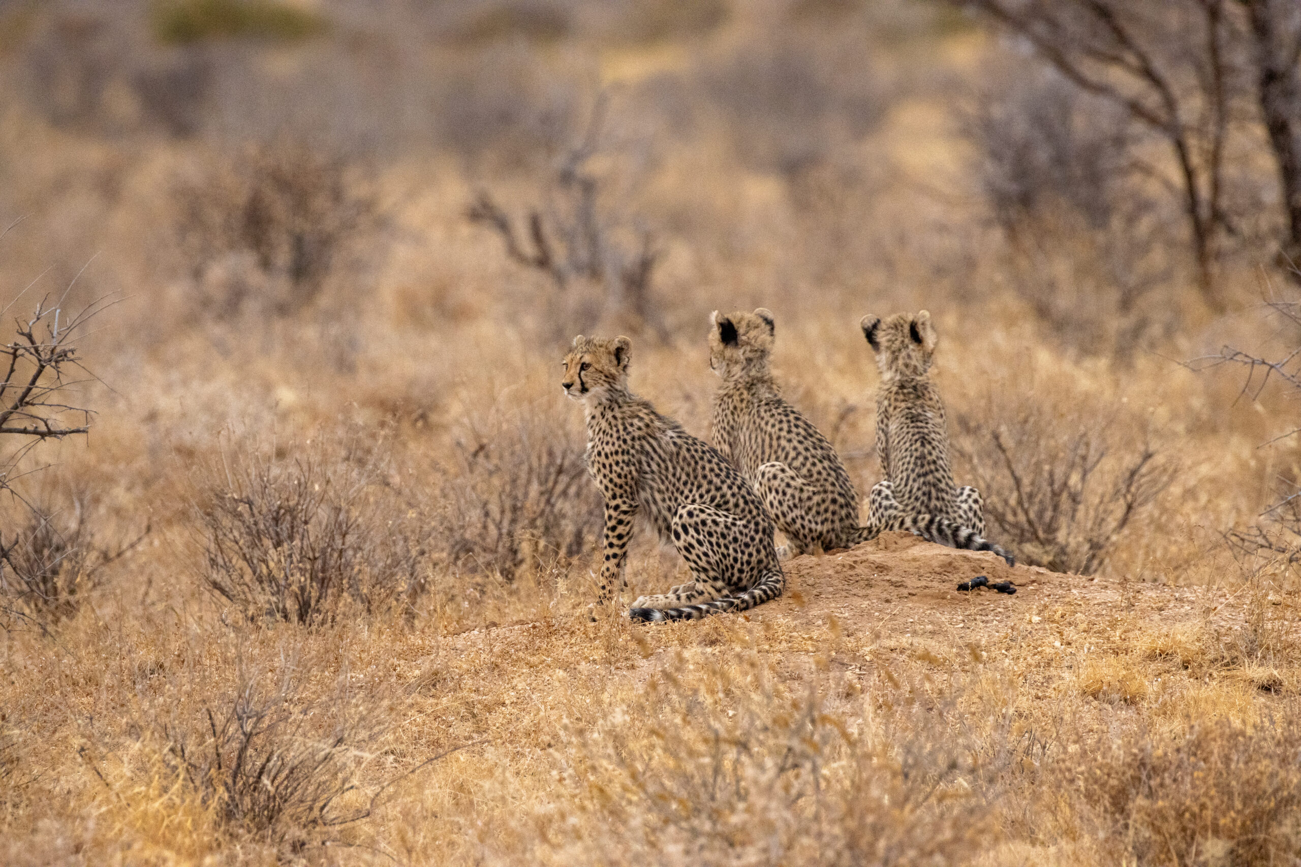 Three Cheetah Cubs – Kenya, Africa