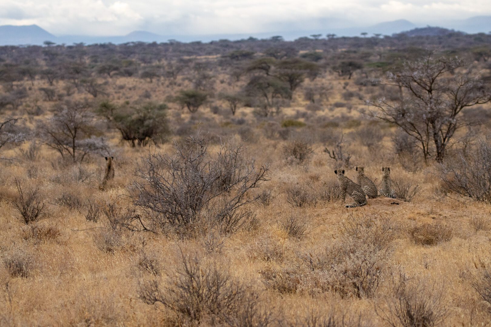 Female Cheetah and Three Cheetah Cubs – Kenya, Africa