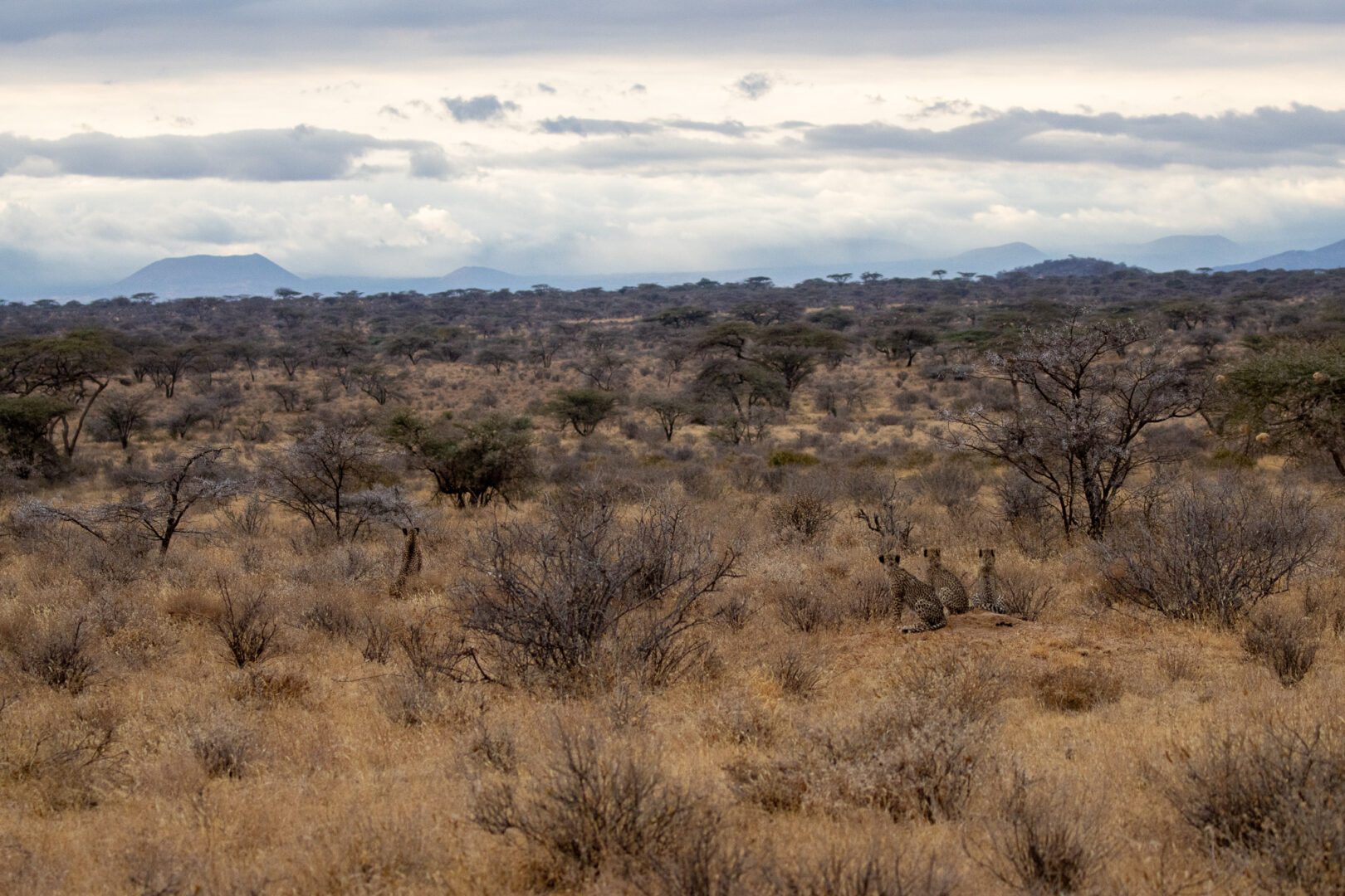 Female Cheetah and Three Cheetah Cubs – Kenya, Africa