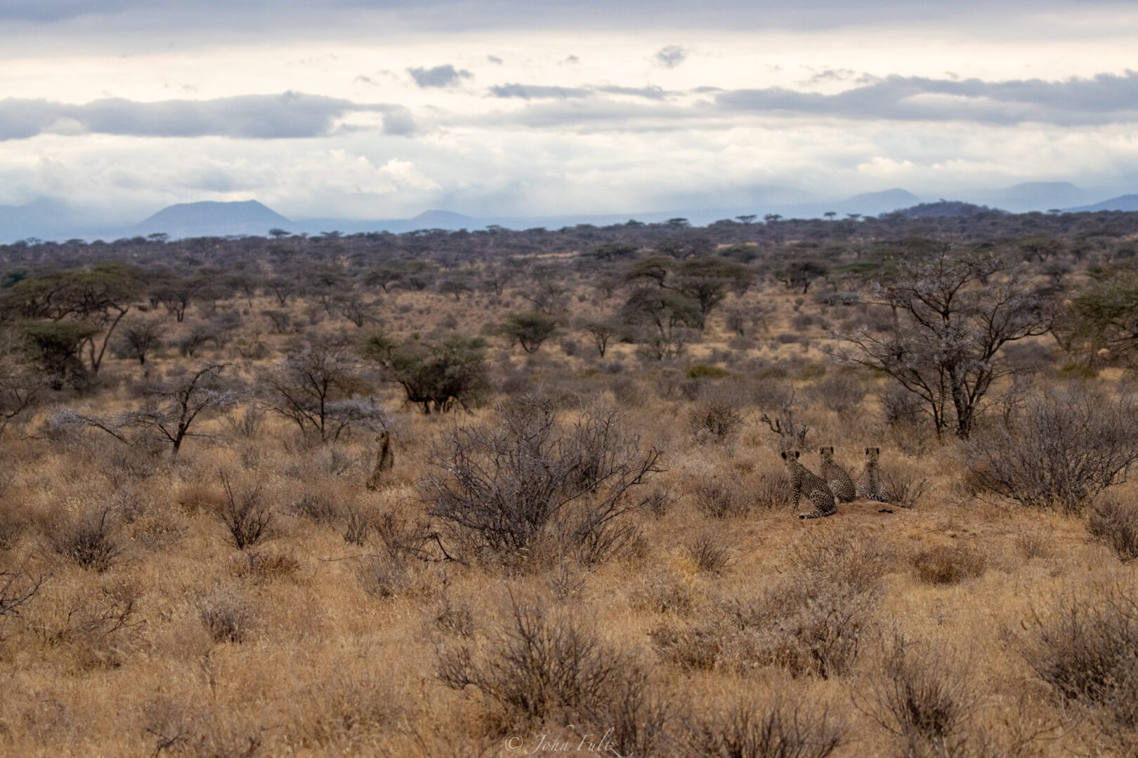 Female Cheetah and Three Cheetah Cubs – Kenya, Africa