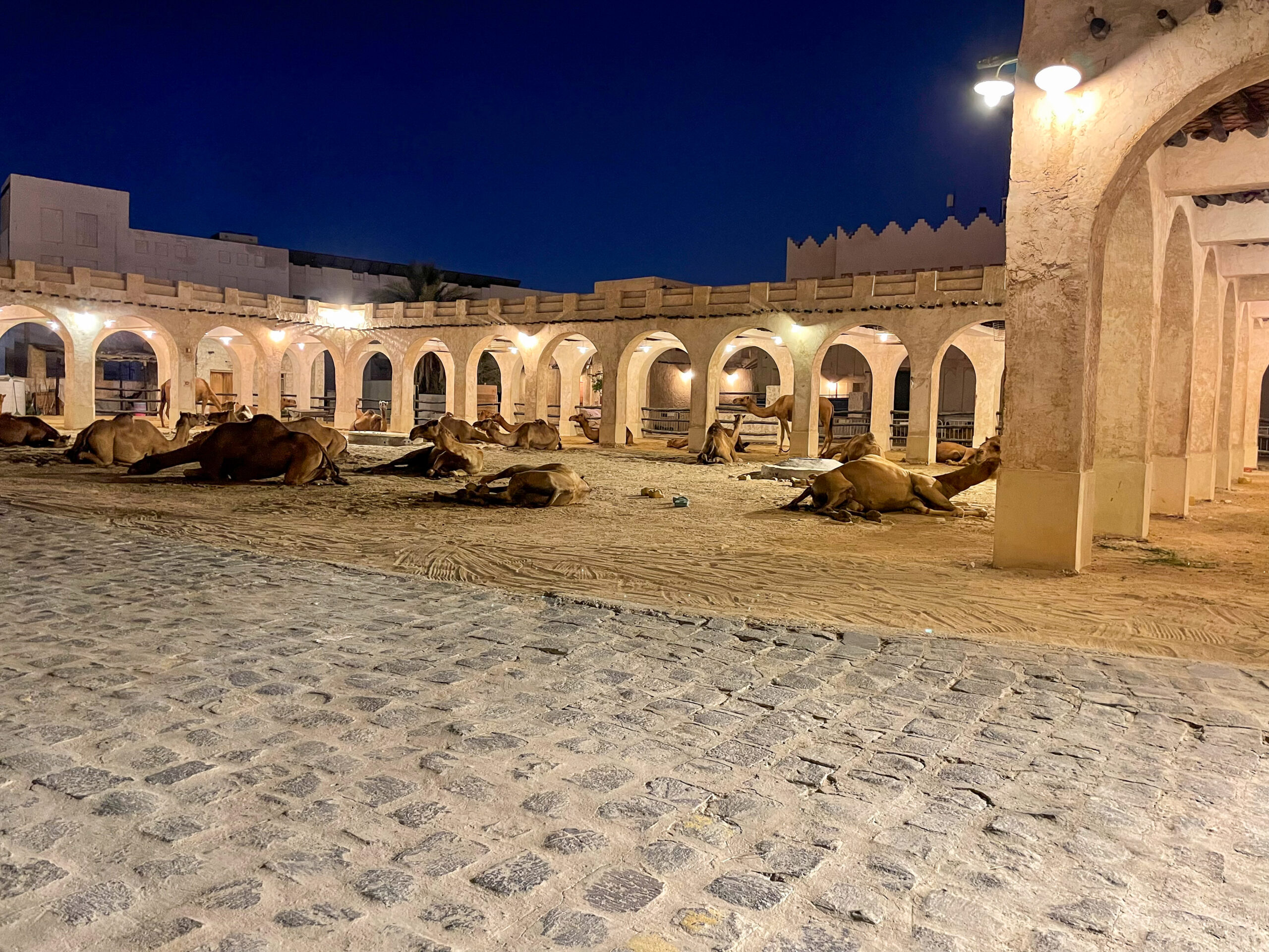 The Emir of Qatar’s Ceremonial Camels – Doha, Qatar