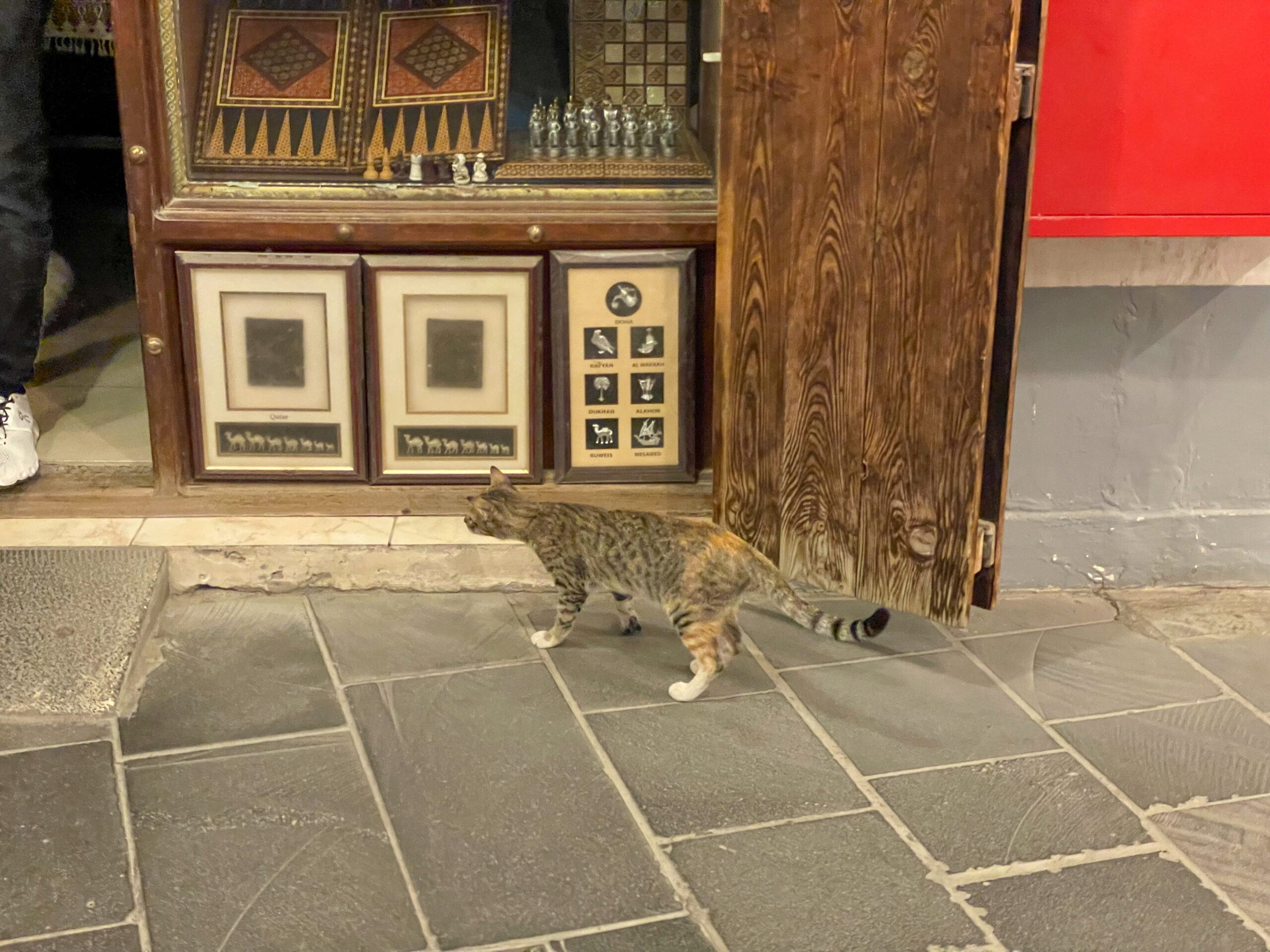 Cat in the Souq Waqif – Doha, Qatar