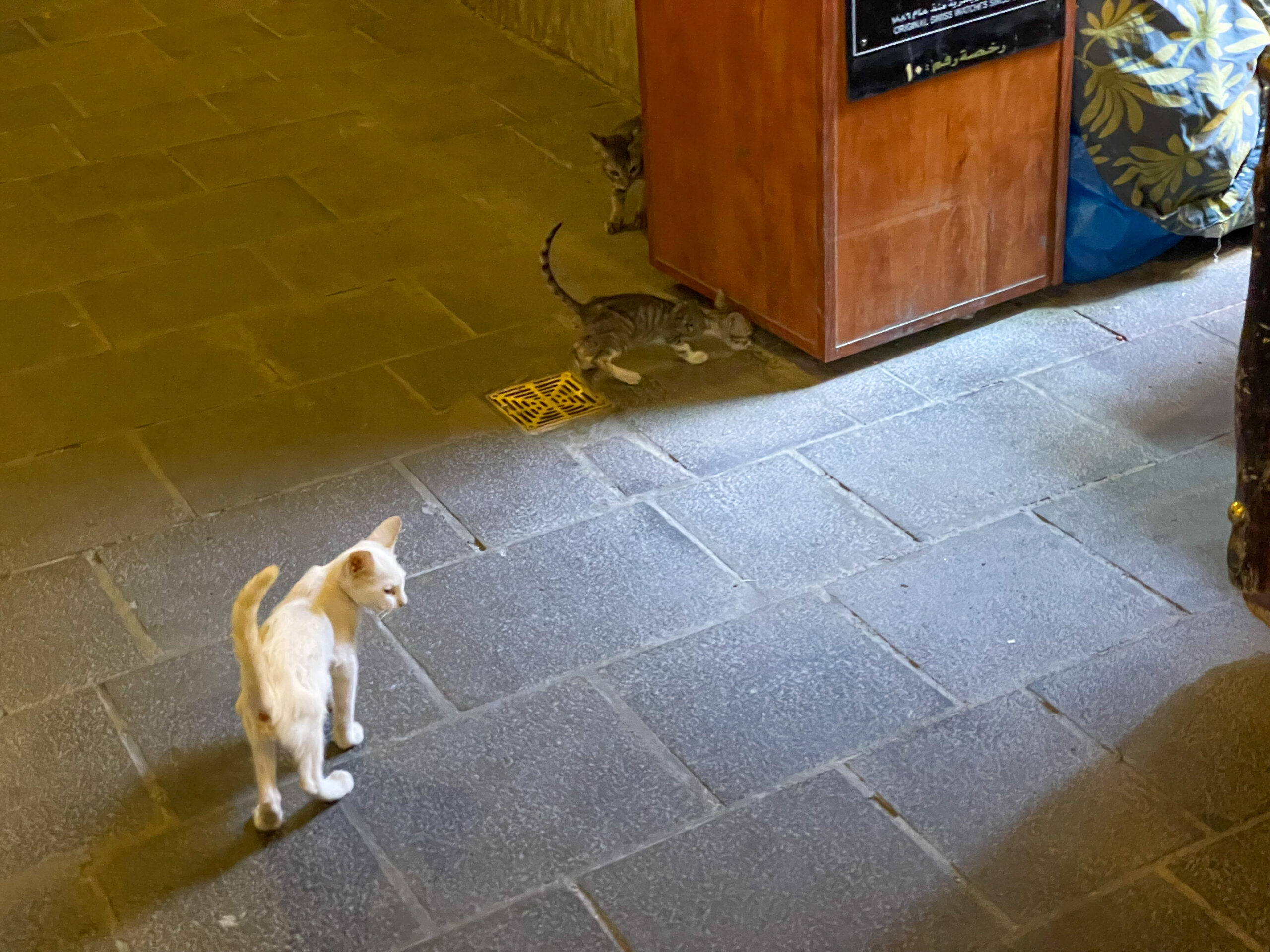 Kittens in the Souq Waqif – Doha, Qatar