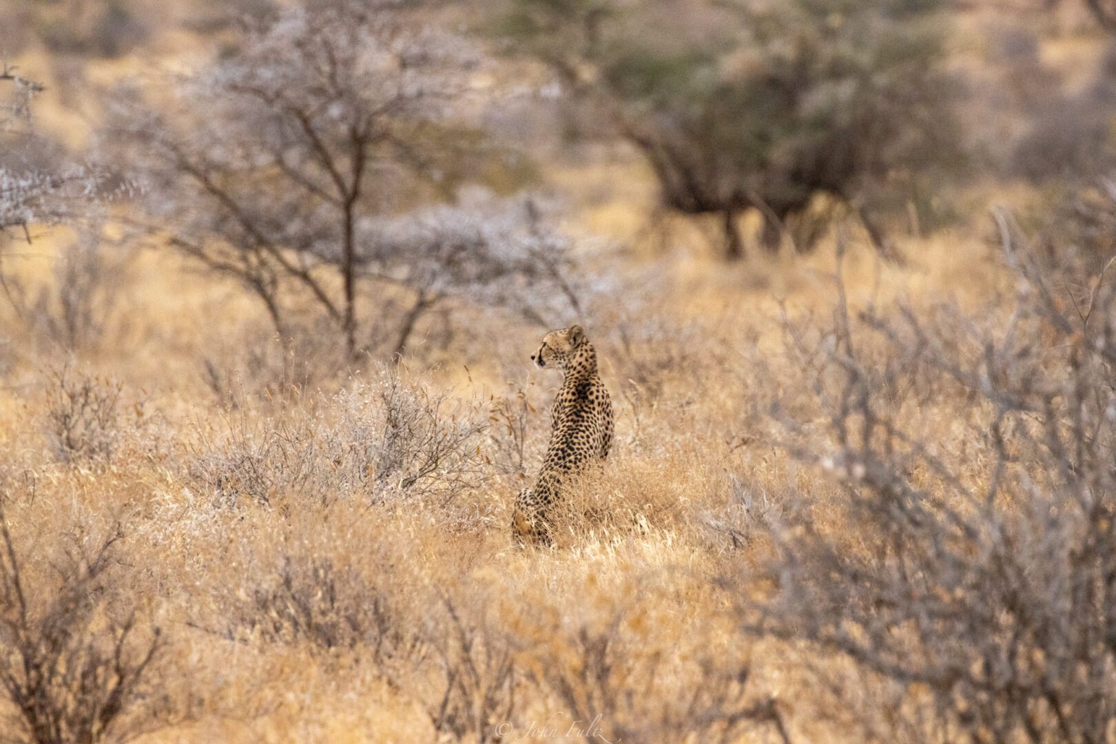 Female Cheetah – Kenya, Africa