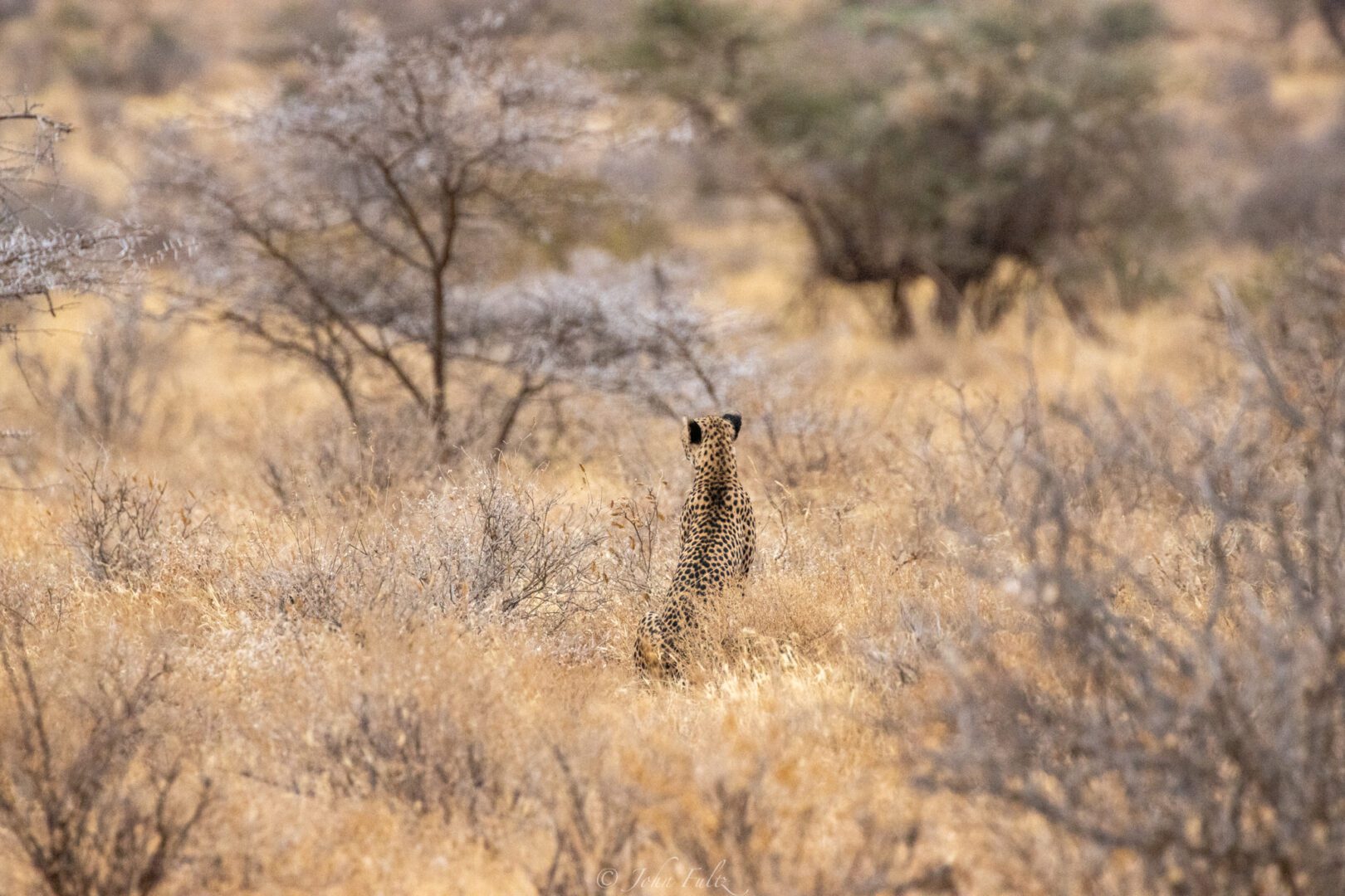 Female Cheetah – Kenya, Africa