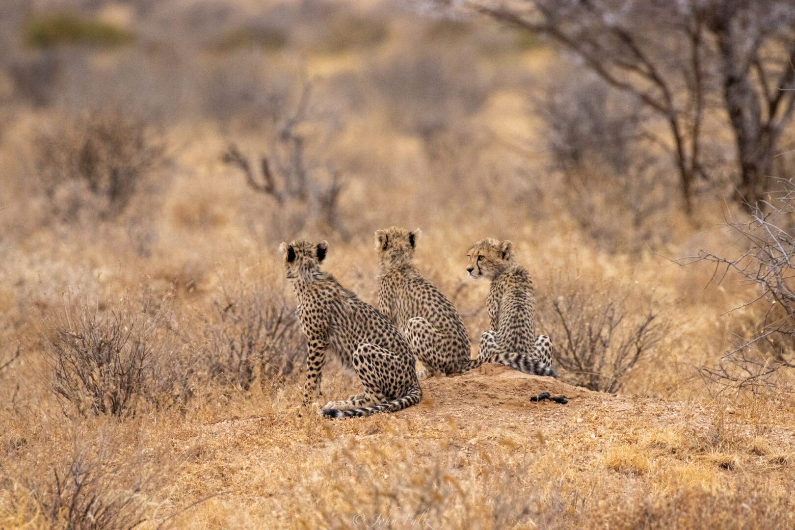 Three Cheetah Cubs – Kenya, Africa