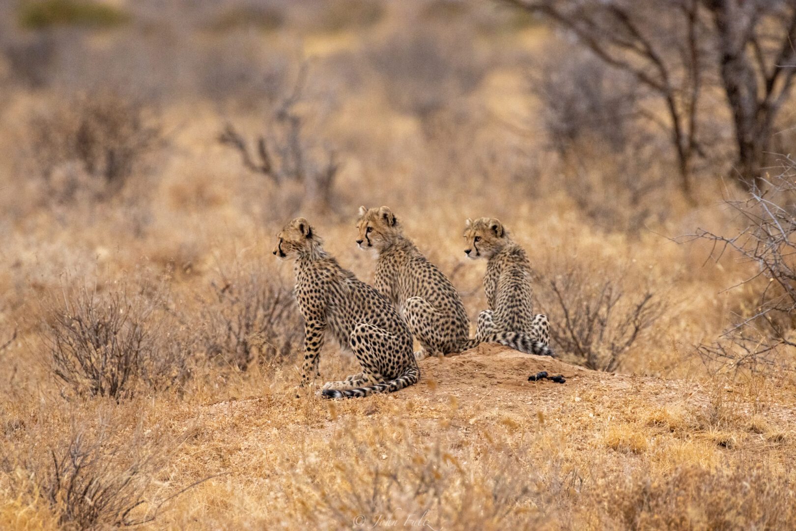 Three Cheetah Cubs – Kenya, Africa